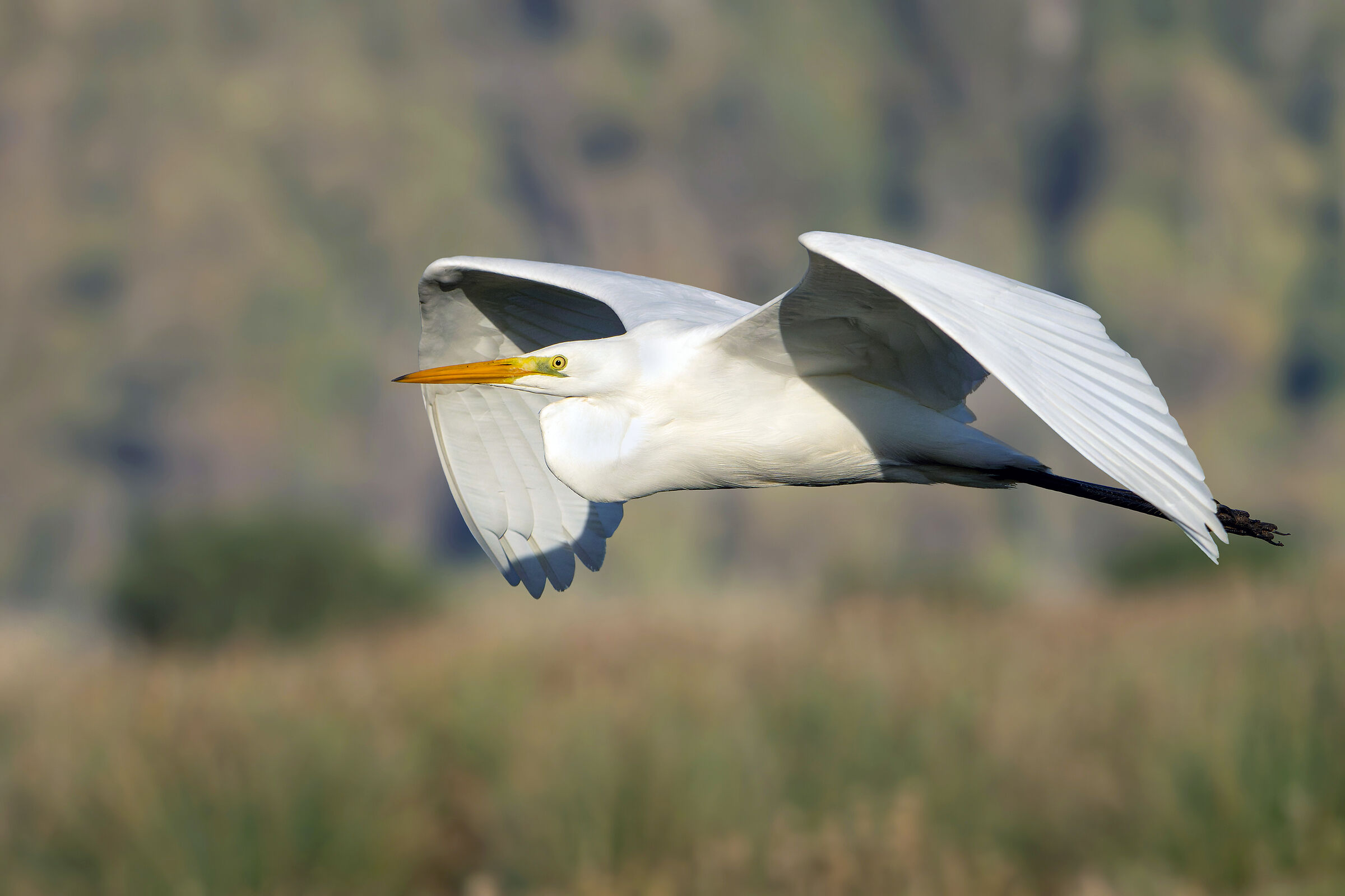 airone bianco maggiore