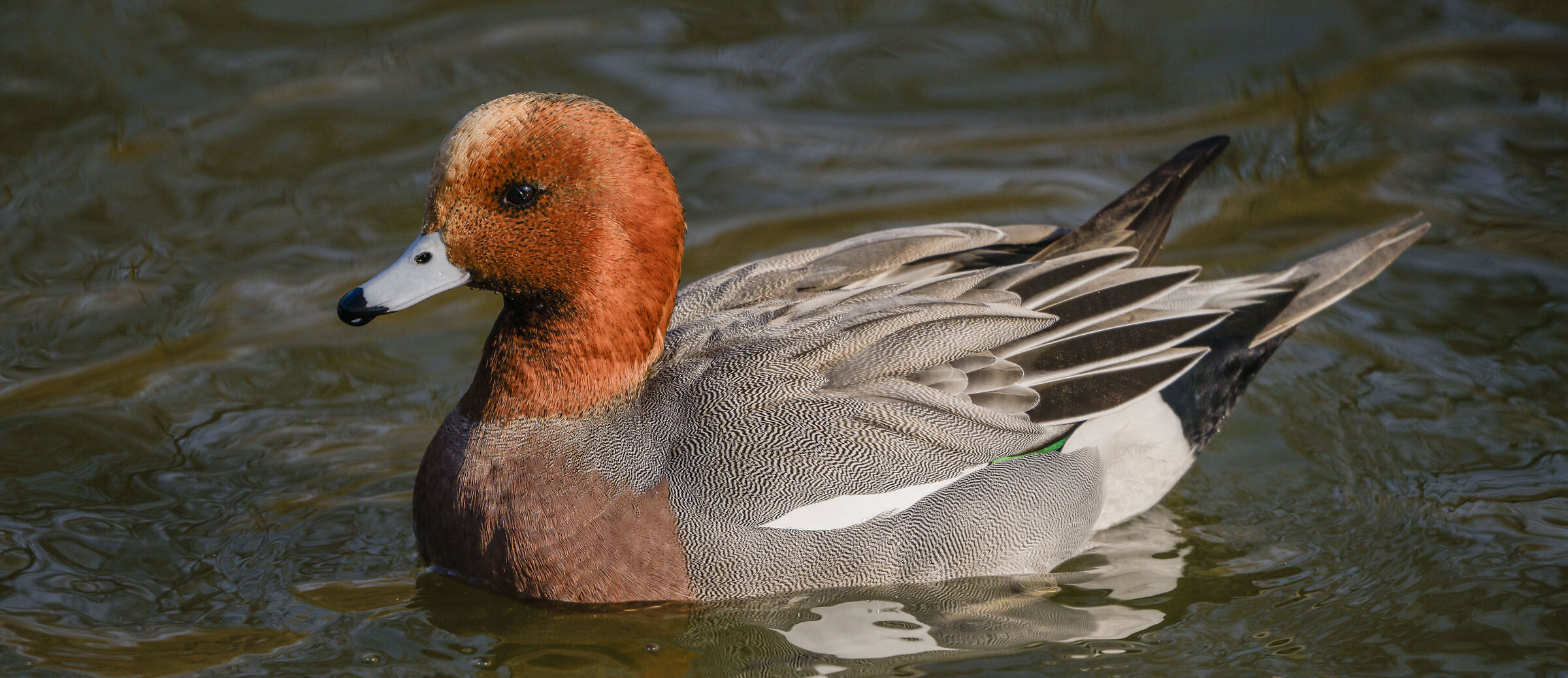 Eurasian wigeon