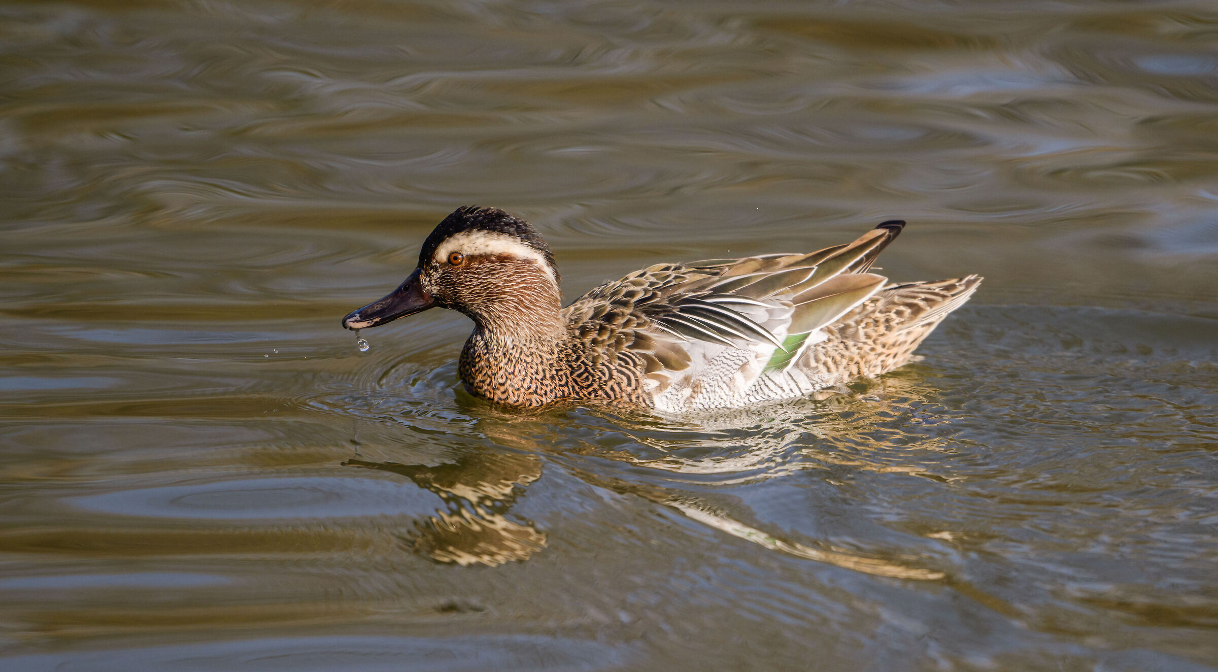 garganey