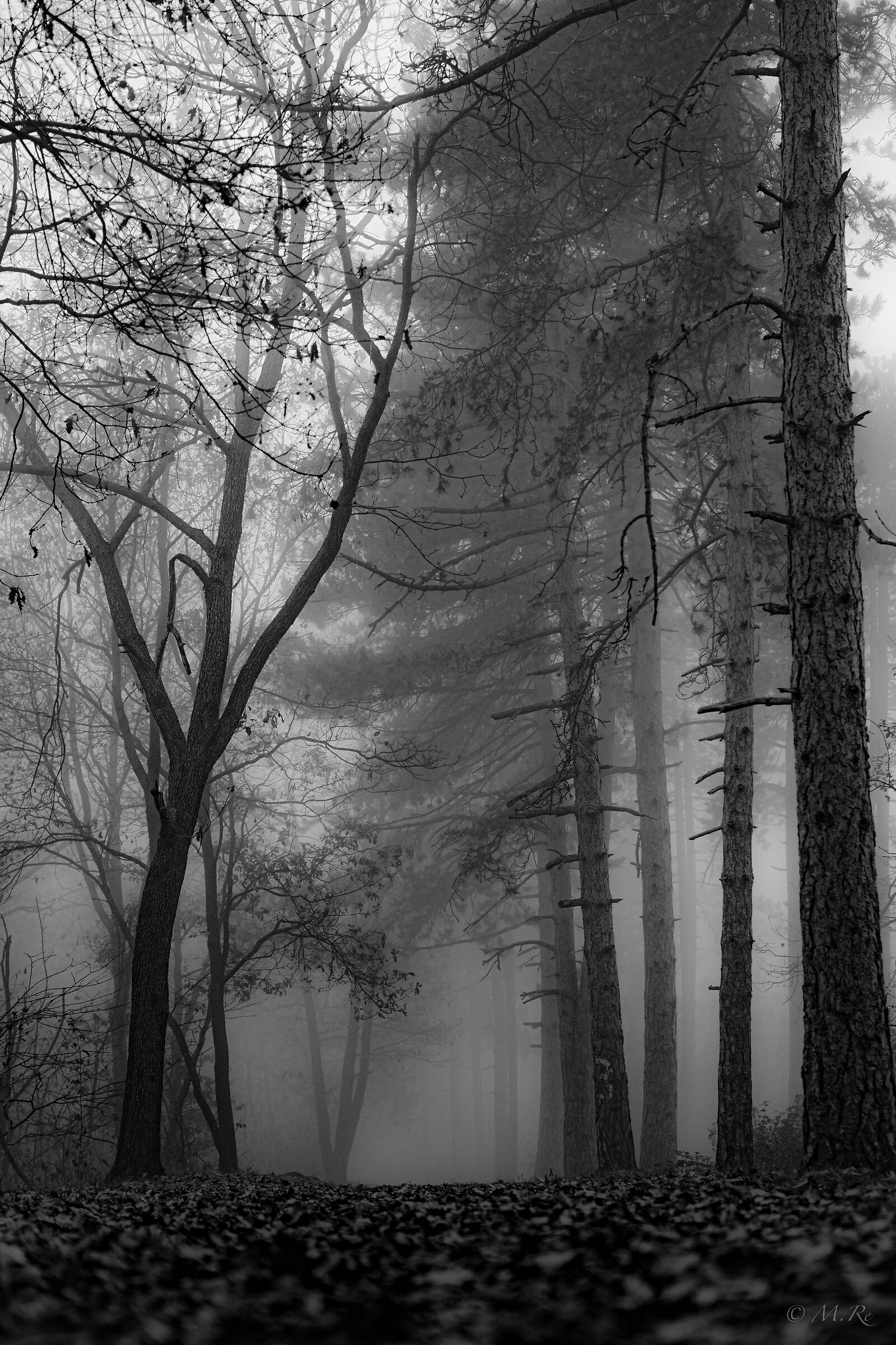 Nebbia nel bosco