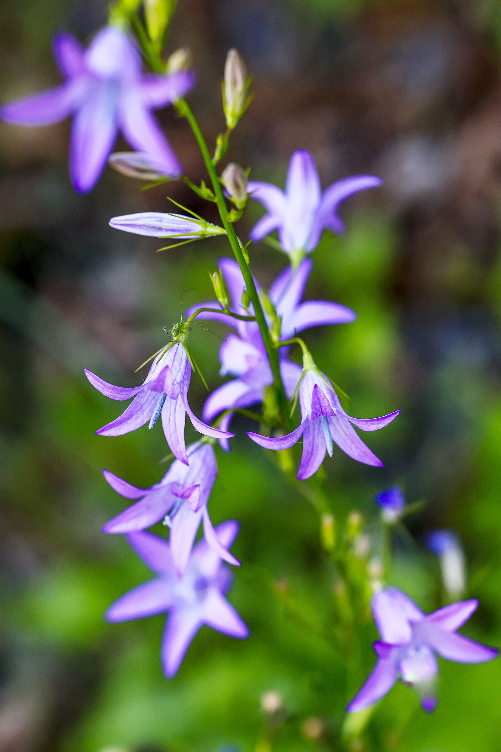 Campanula Serpeggiante