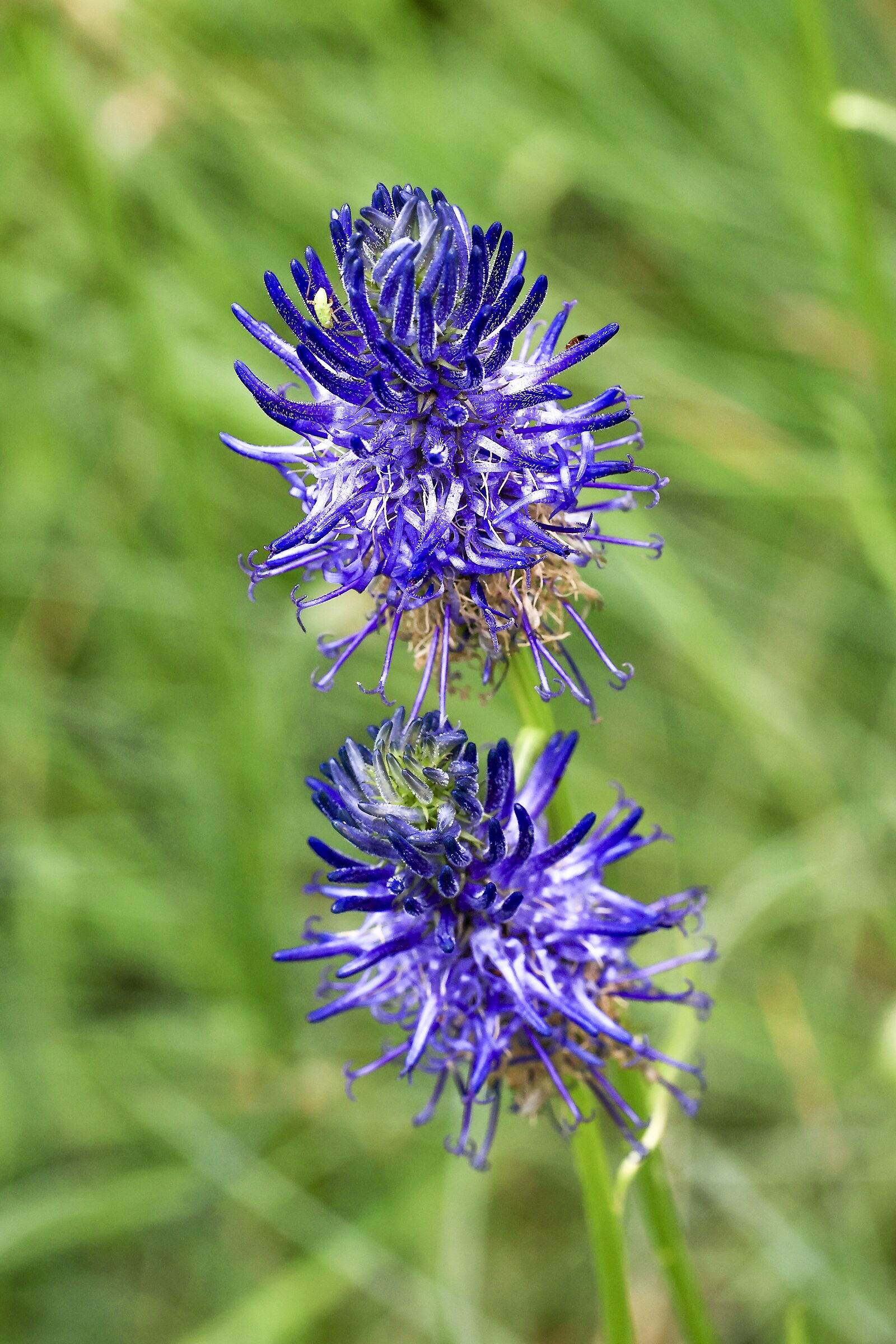 Raponzolo Orbiculare