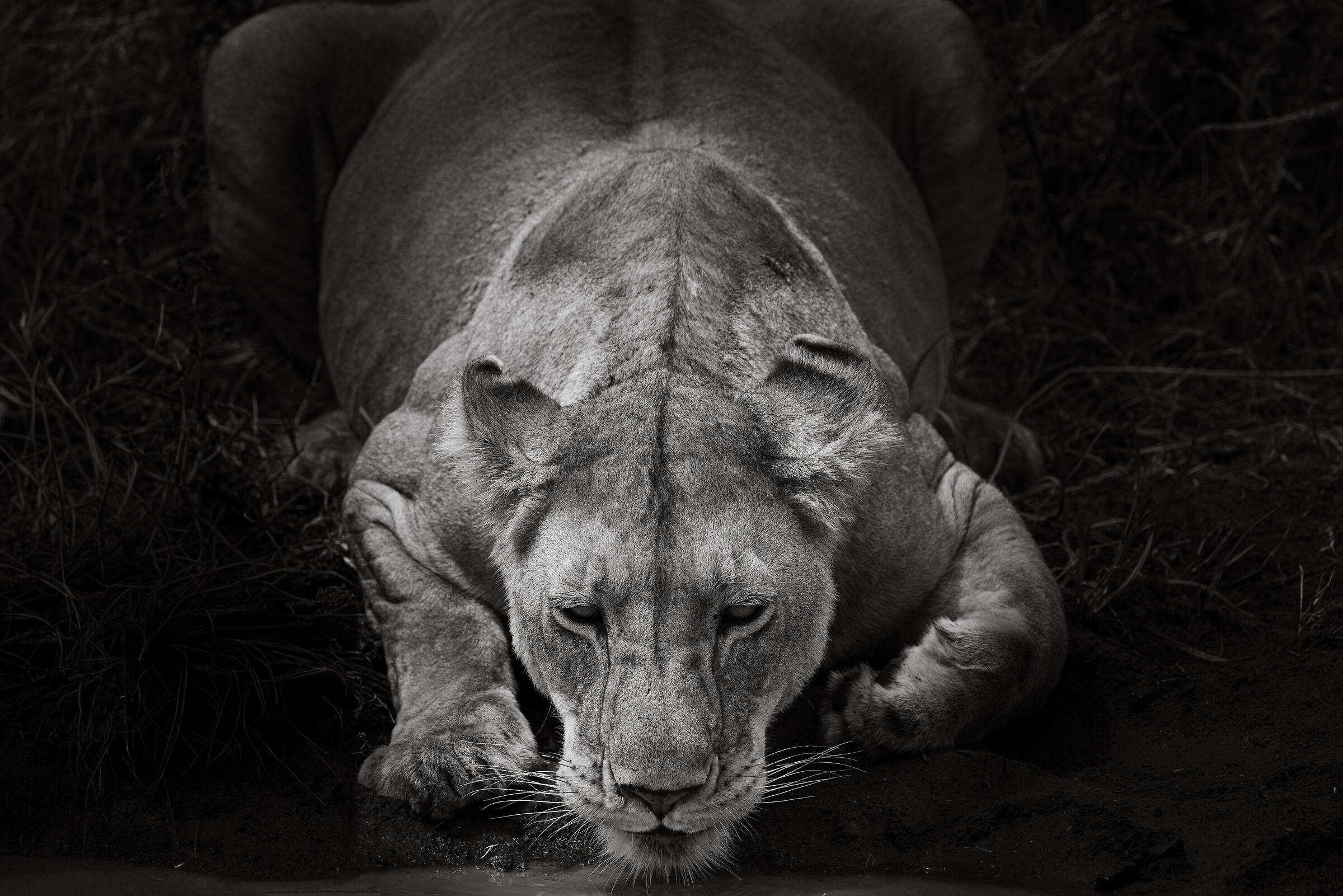 Serengeti National Park - August 2025