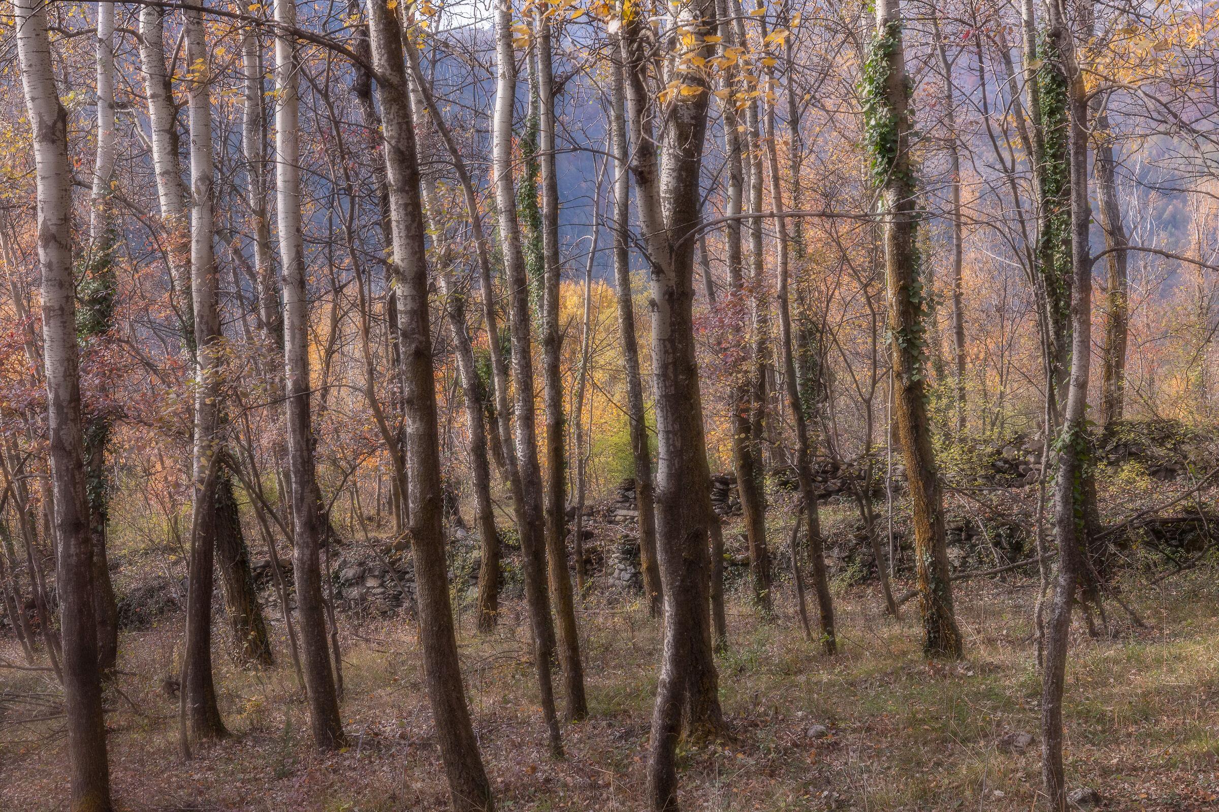 Autumn forest