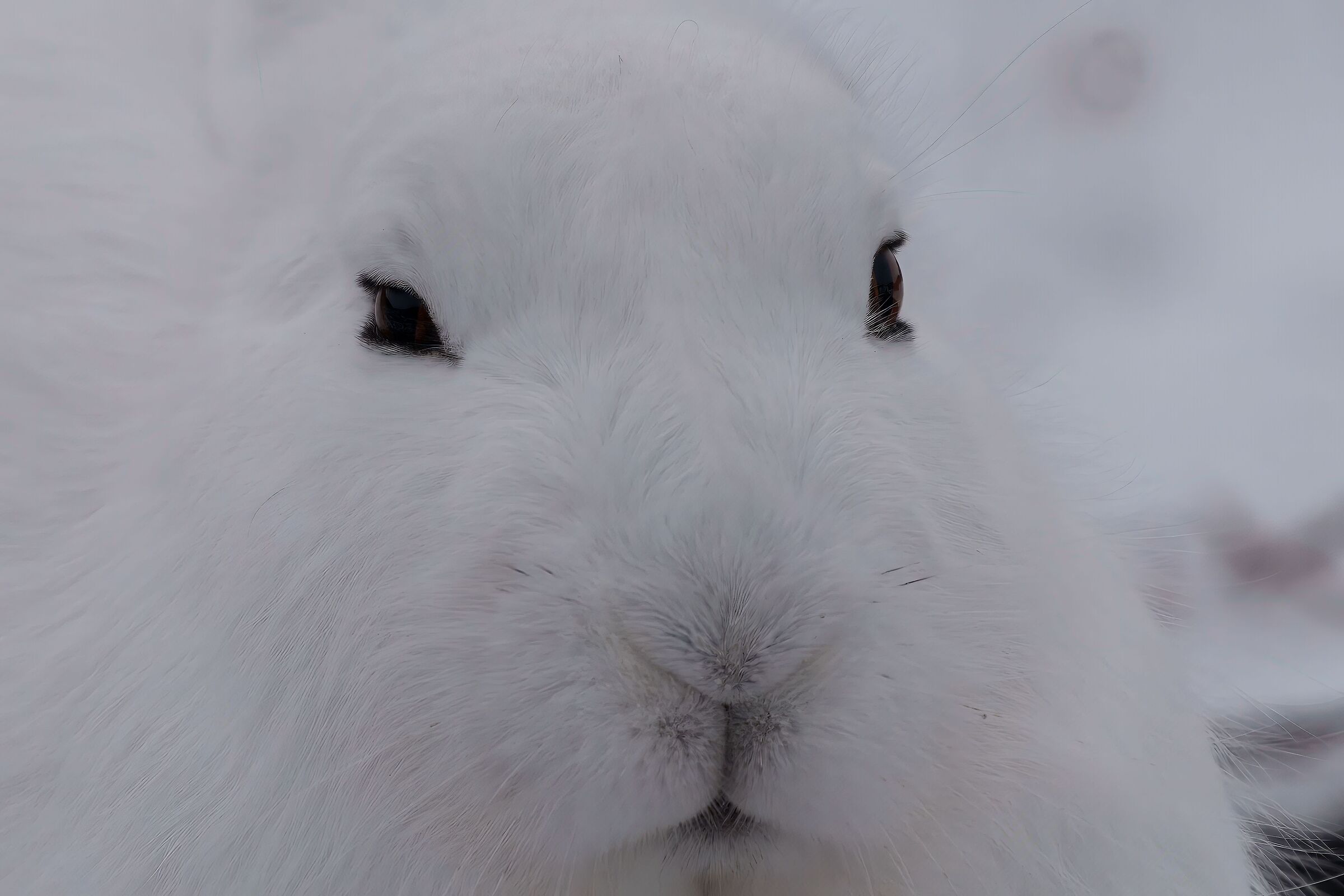 Lepre artica (Churchill Manitoba)