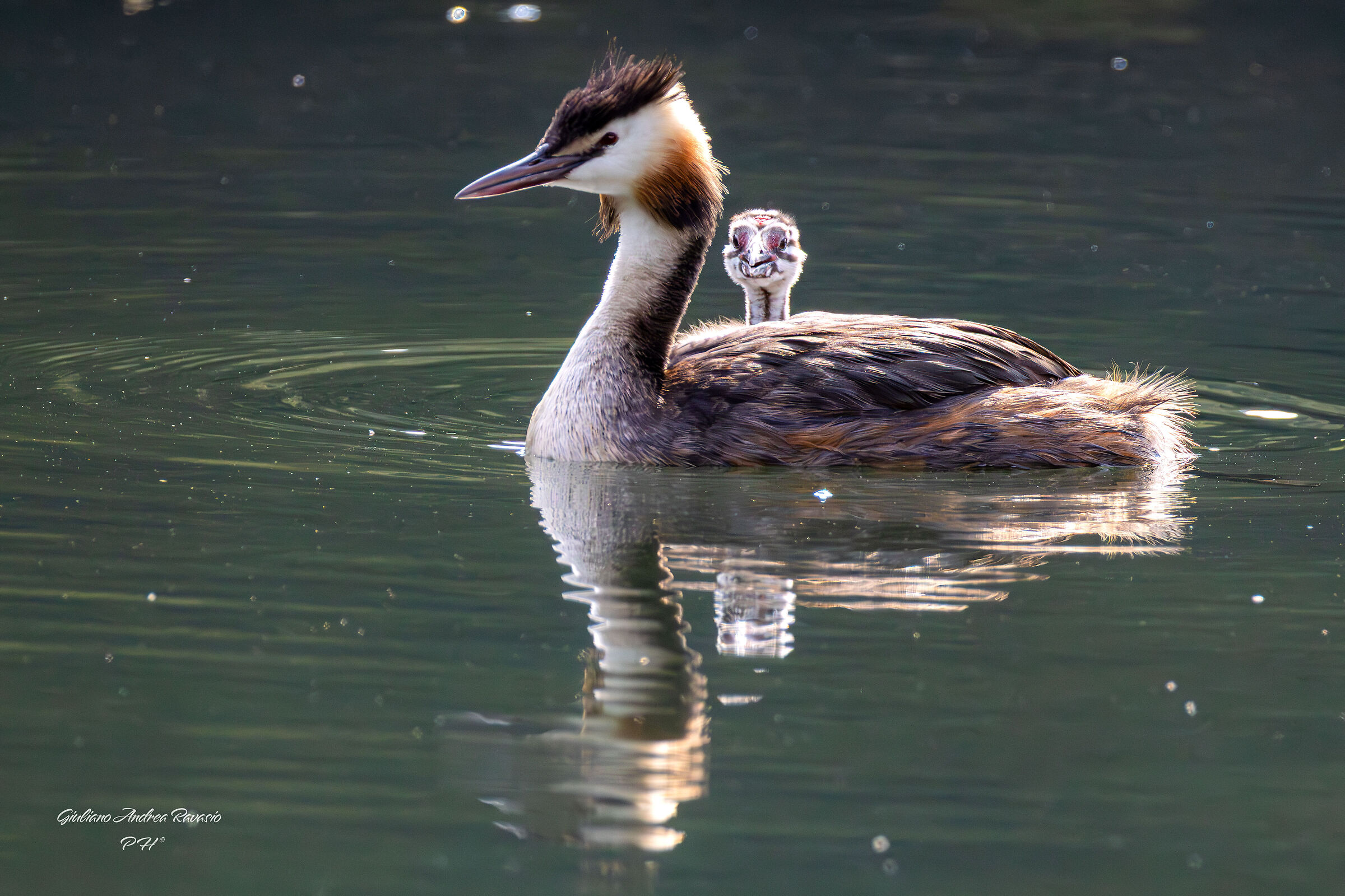 mamma svasso e il suo piccolo