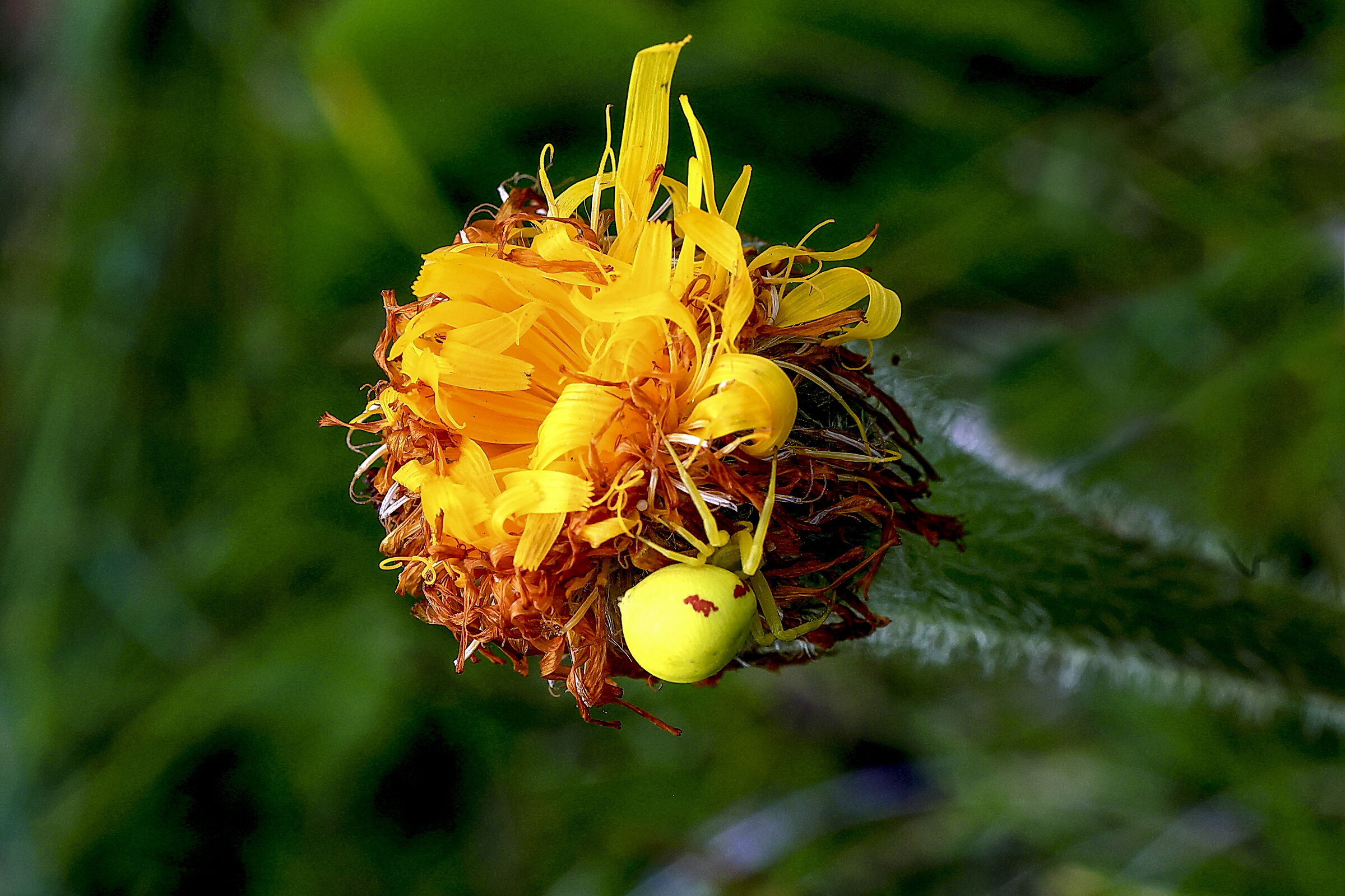 Ragno Granchio su Rosa del Venezuela essiccata