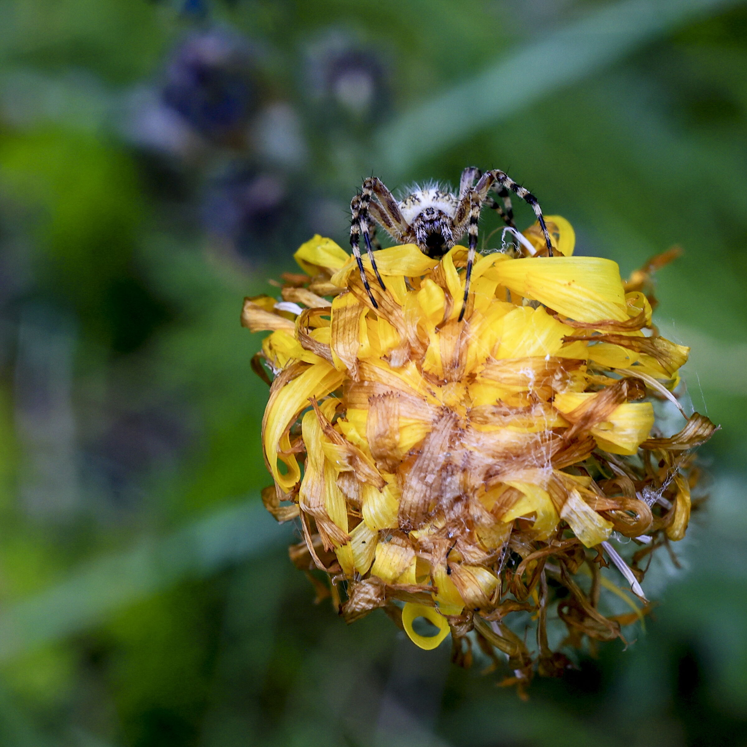 Ragno Crociato su Brownea