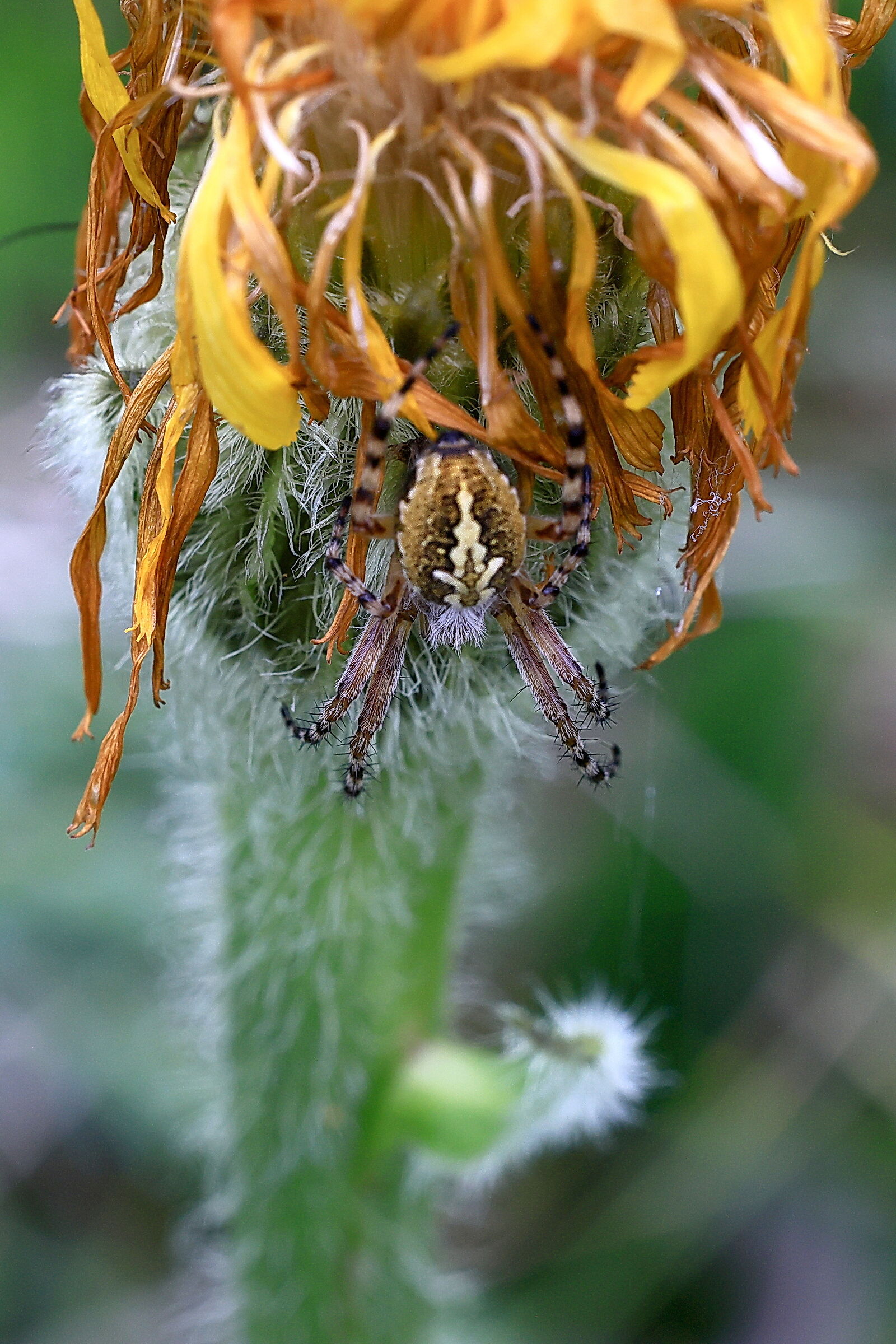 Ragno Crociato (crop)