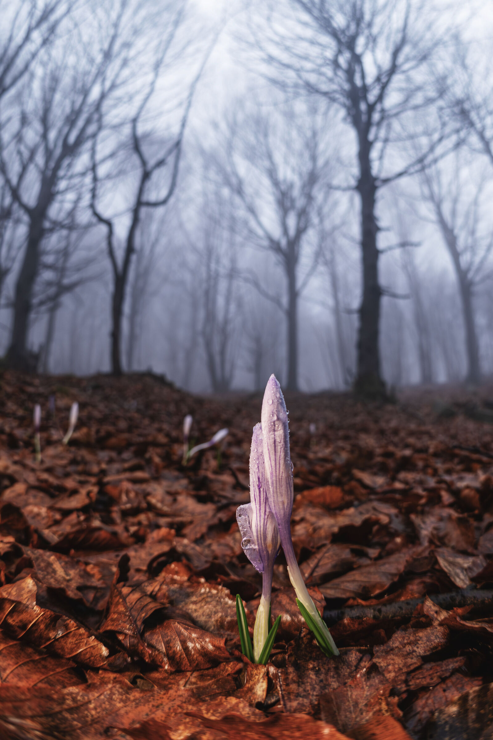 Crocus