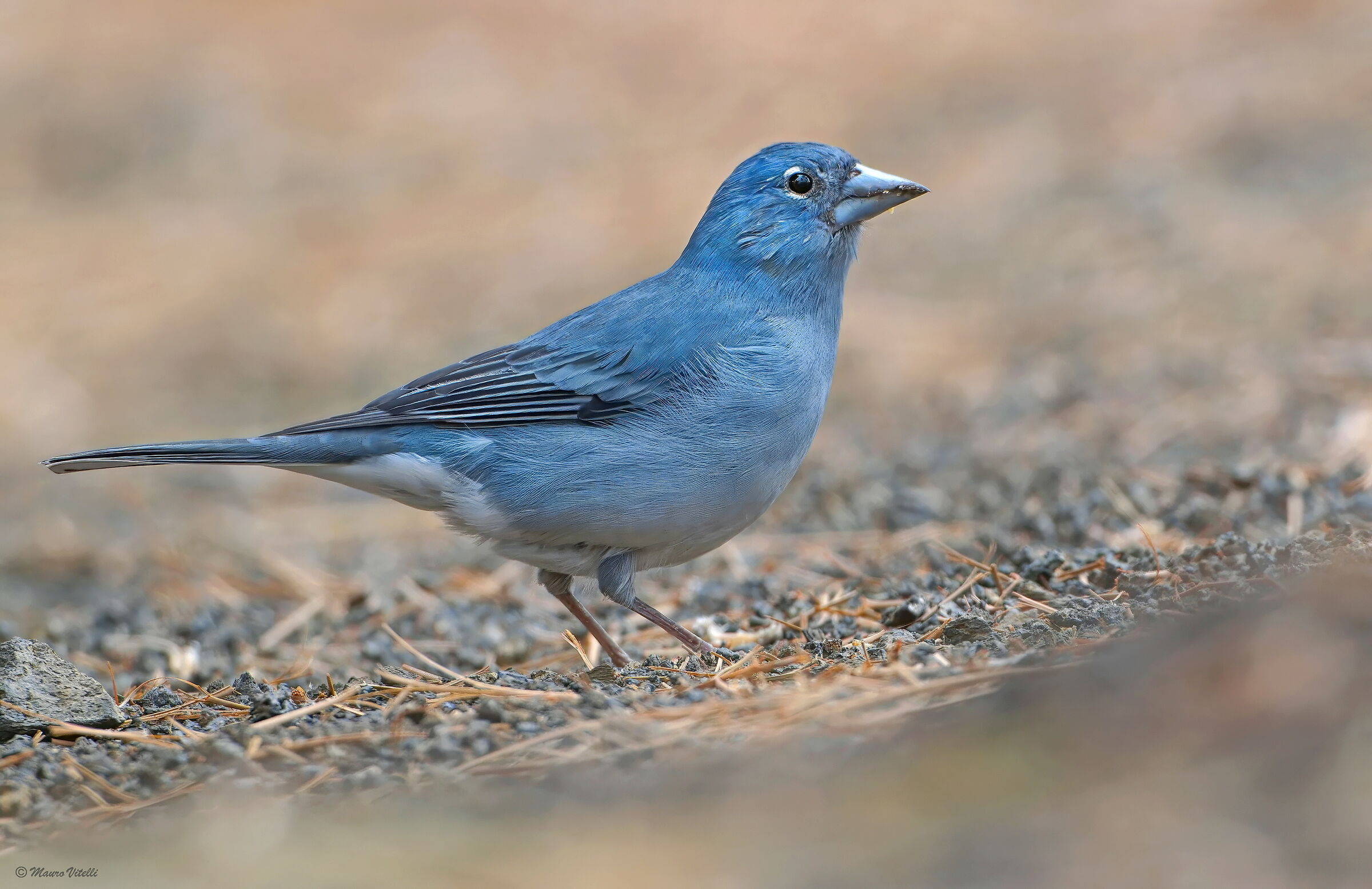 Tenerife blue finch (Fringilla teydea)