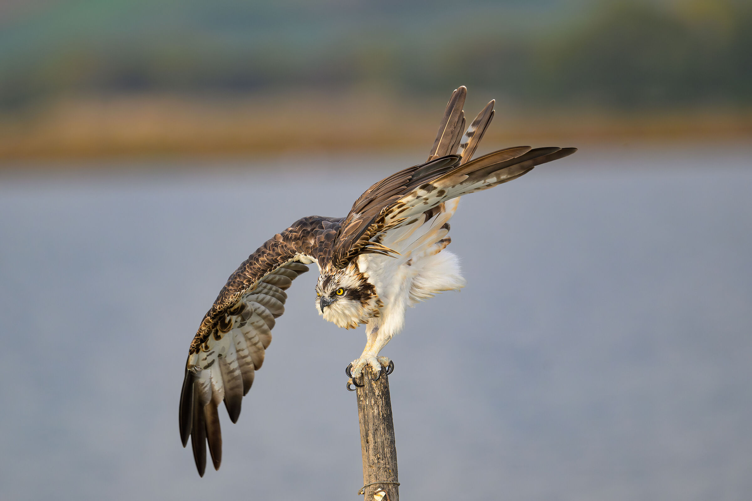 Fisherman taking off