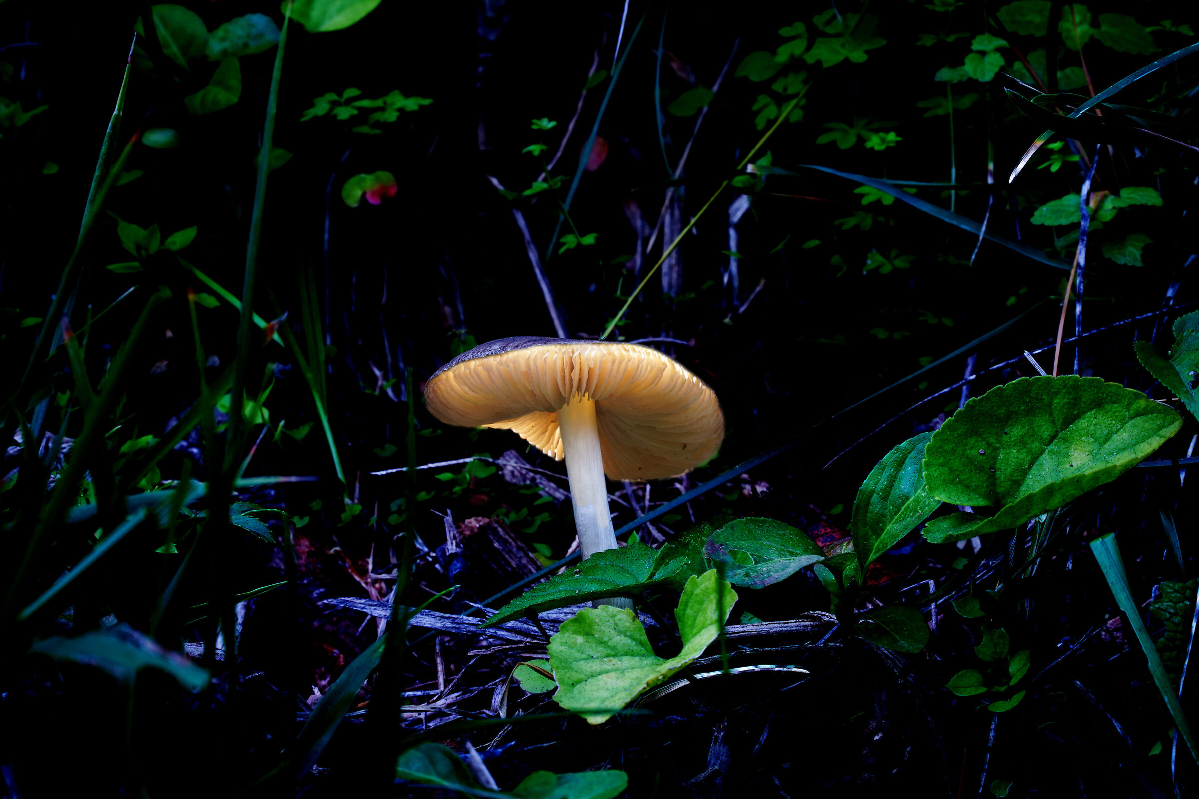 Luminescent mushroom