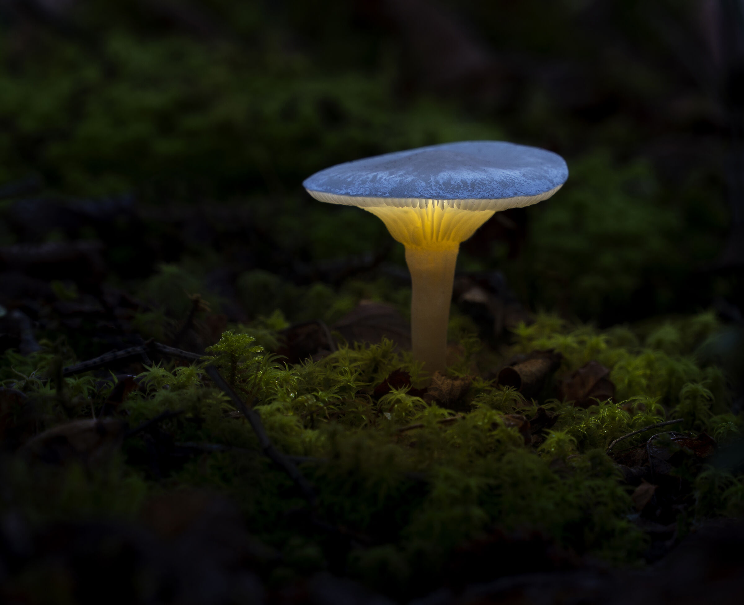Luminescent mushroom