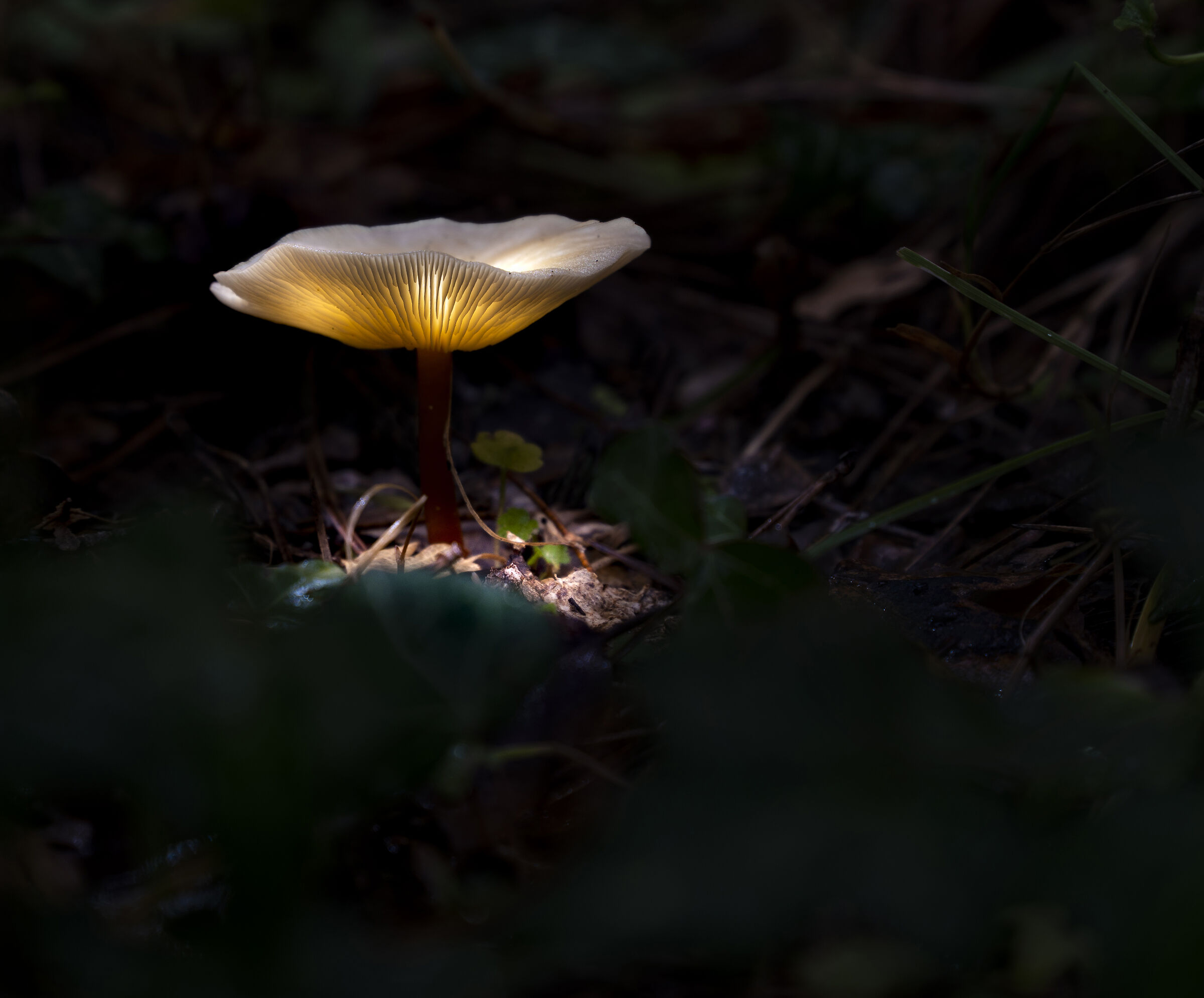 Luminescent mushroom