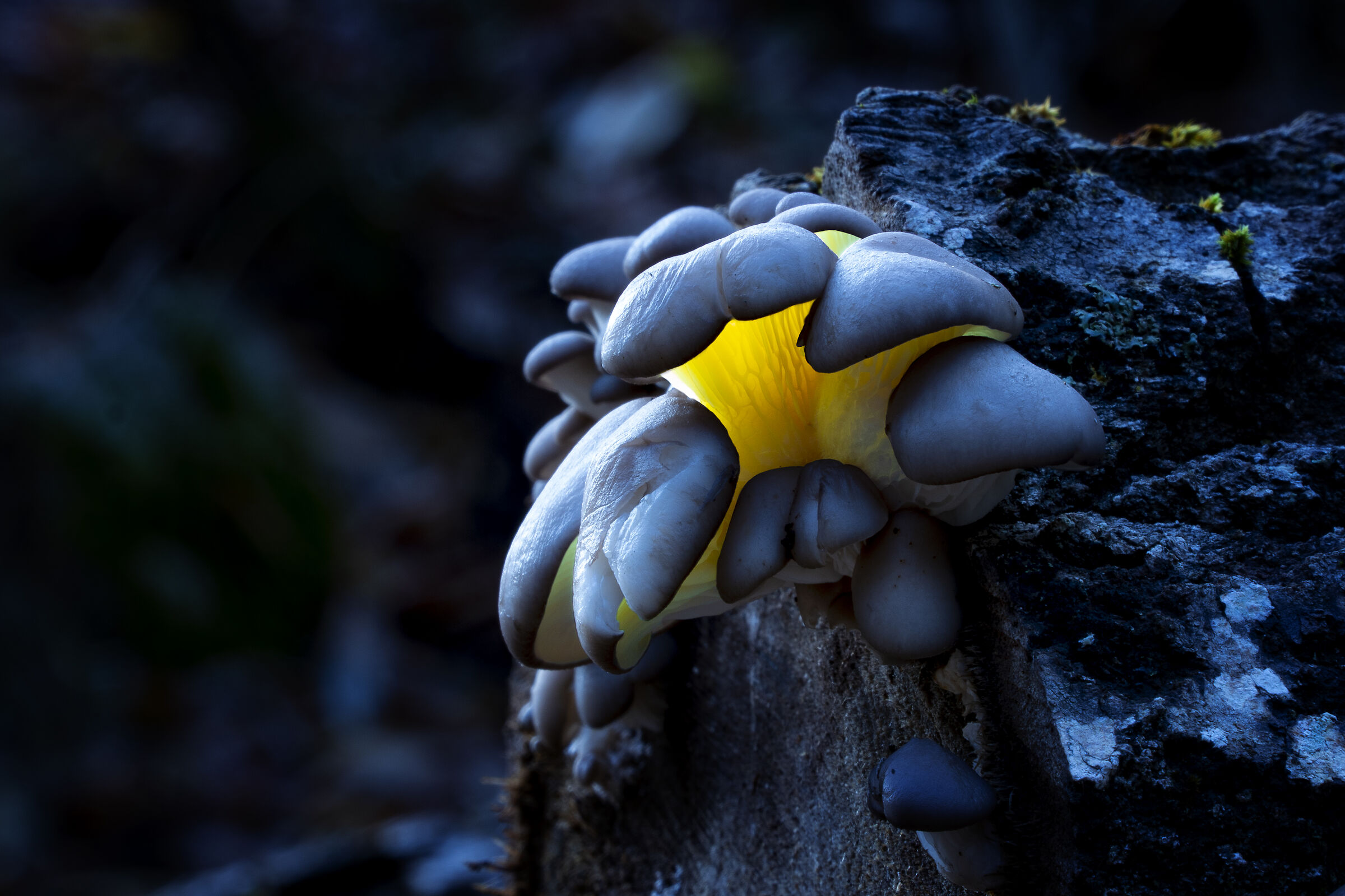 Luminescent mushroom