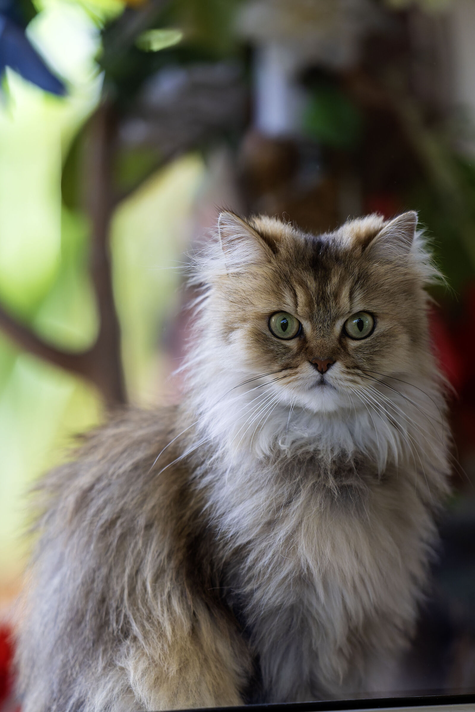 Lola alla finestra....mi fate entrare per favore??