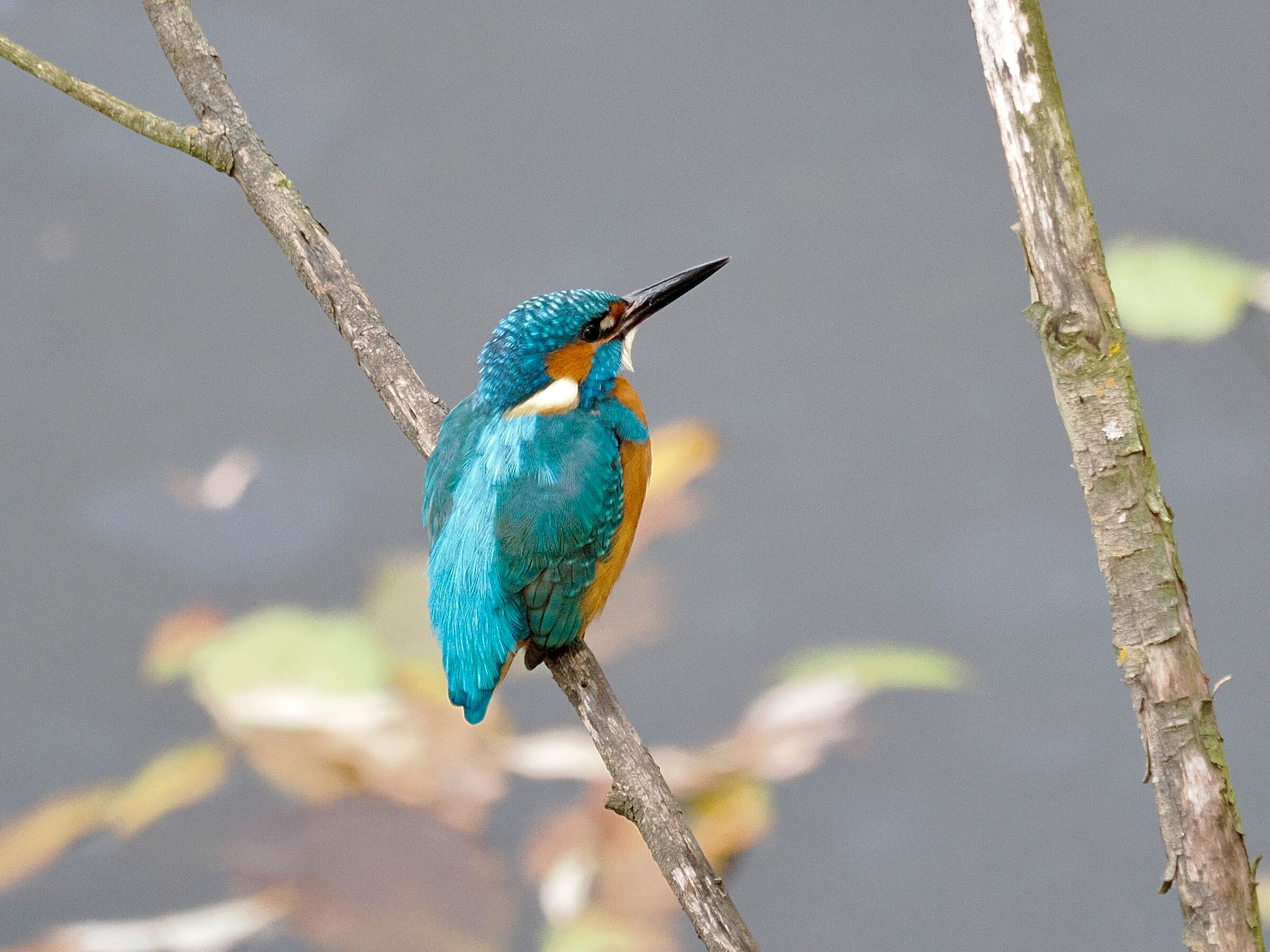 Kingfisher