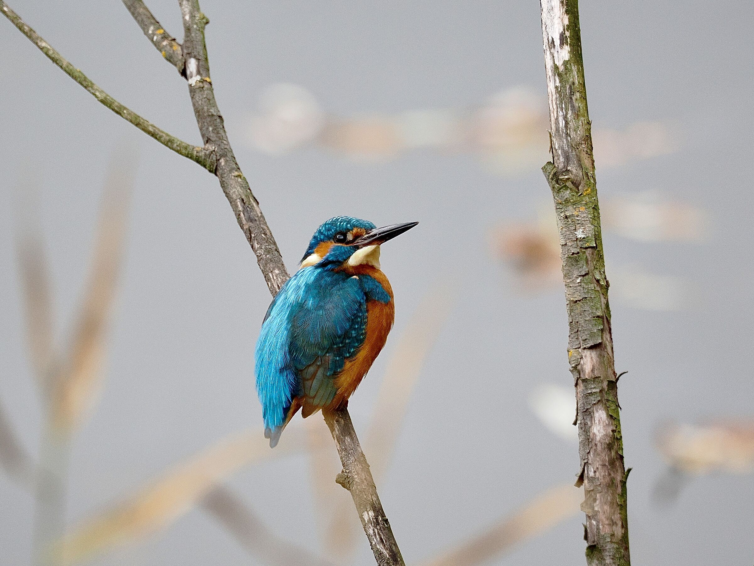 Kingfisher
