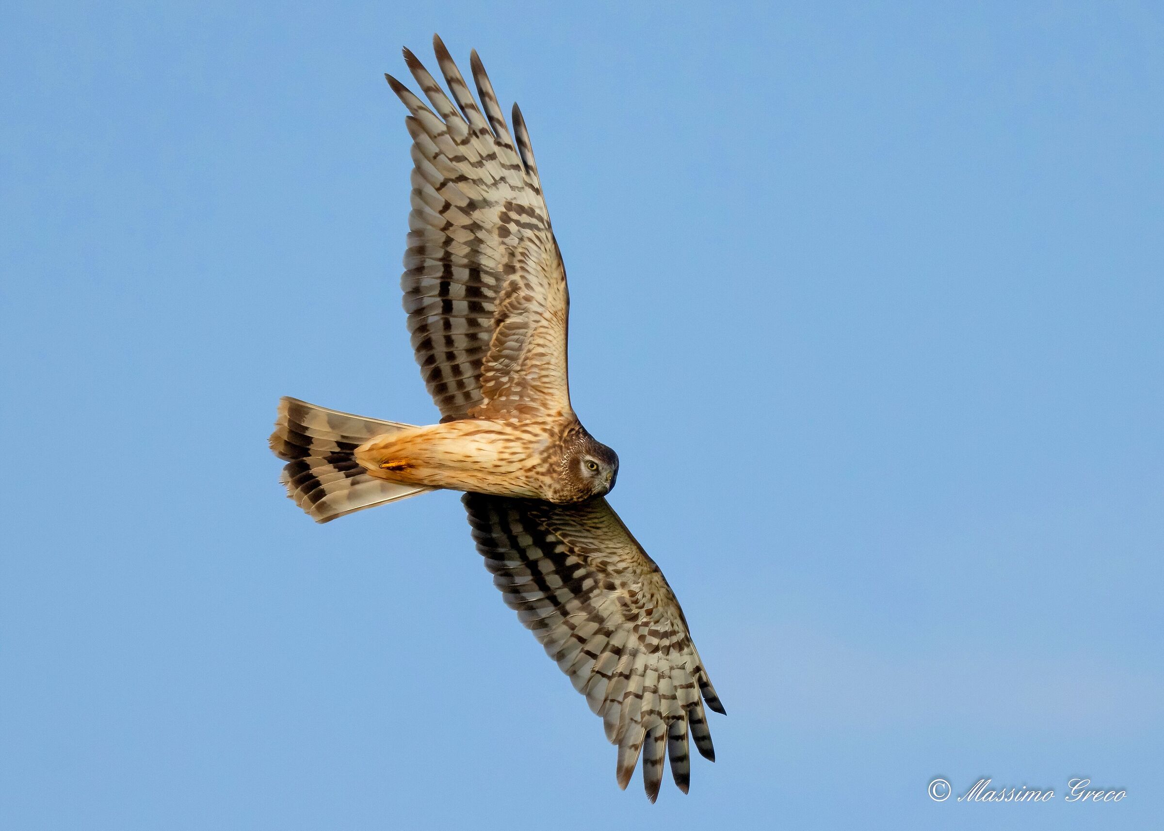 Albanella reale (Circus cyaneus) (F)