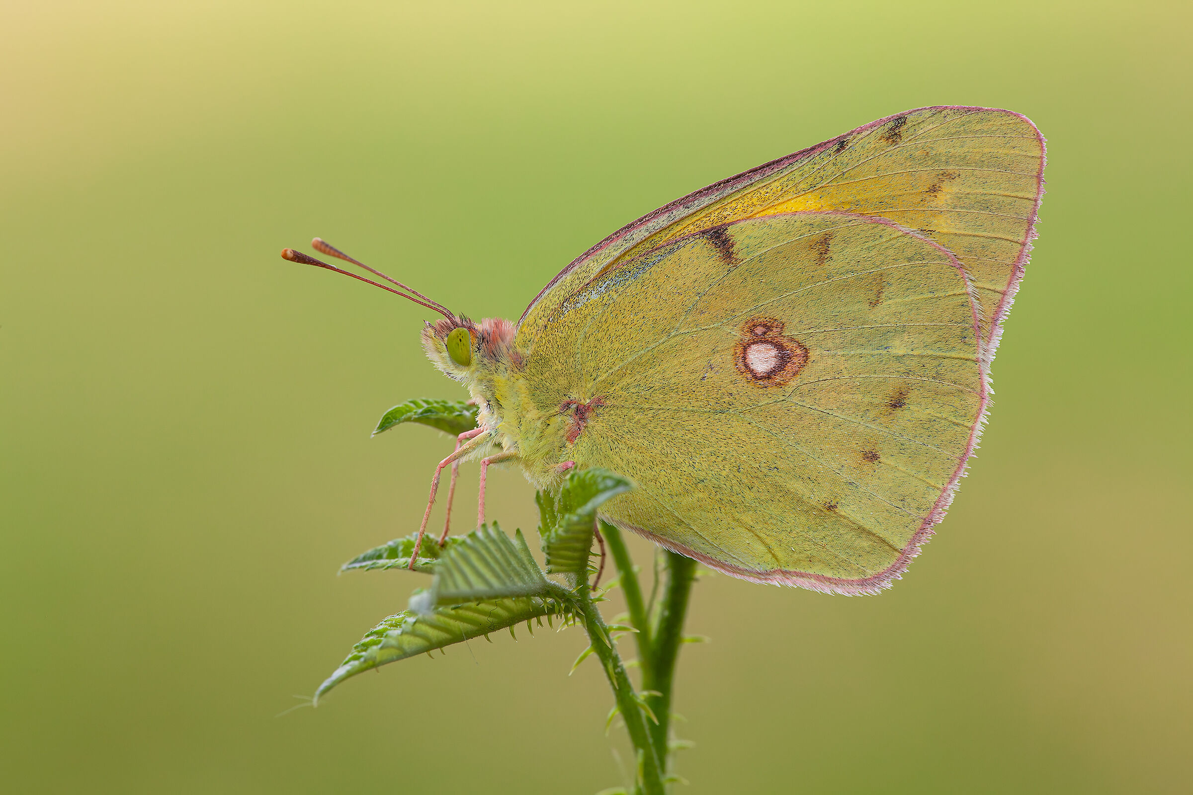 Colias crocea