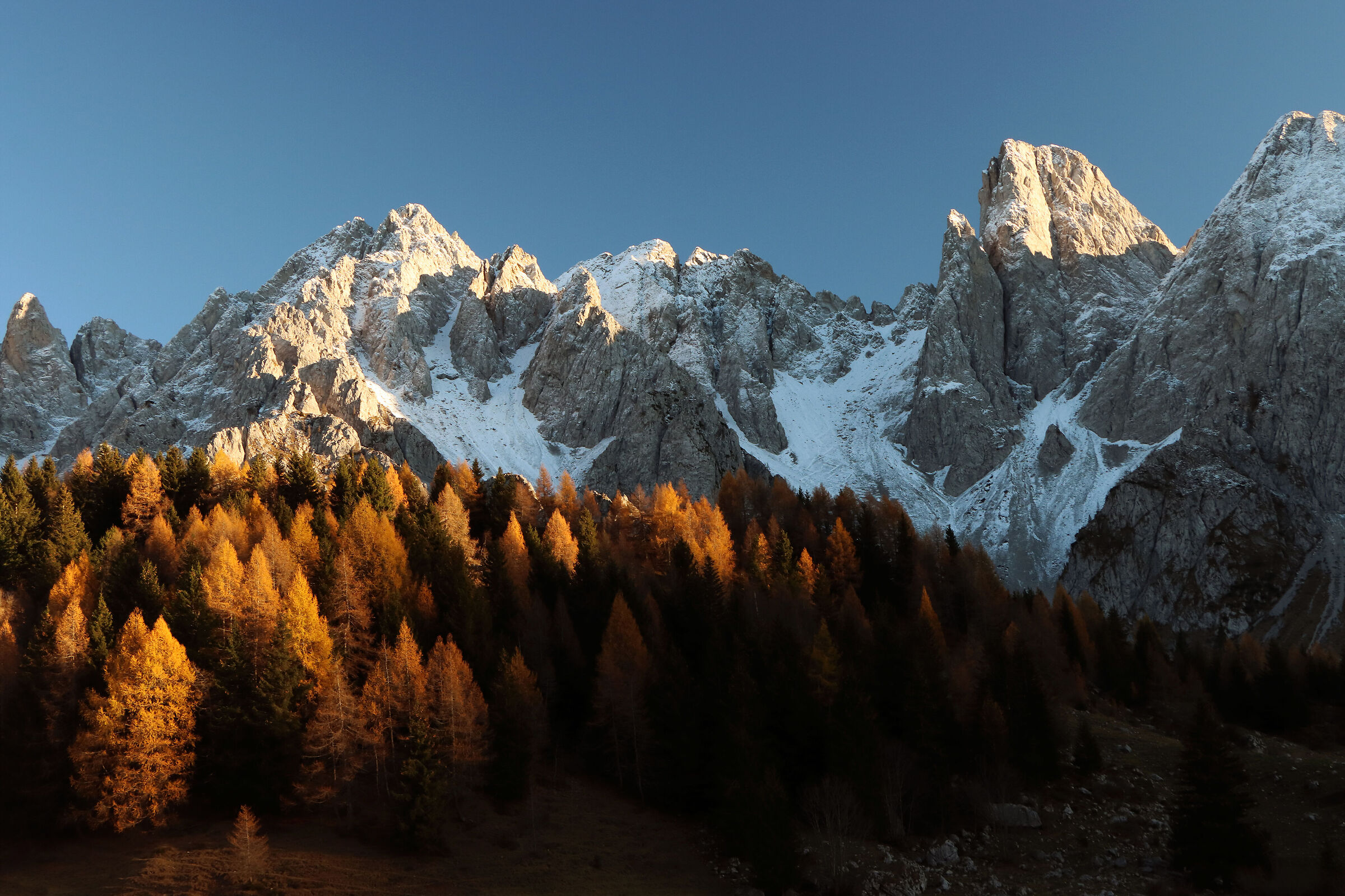 the fantastic Campelli