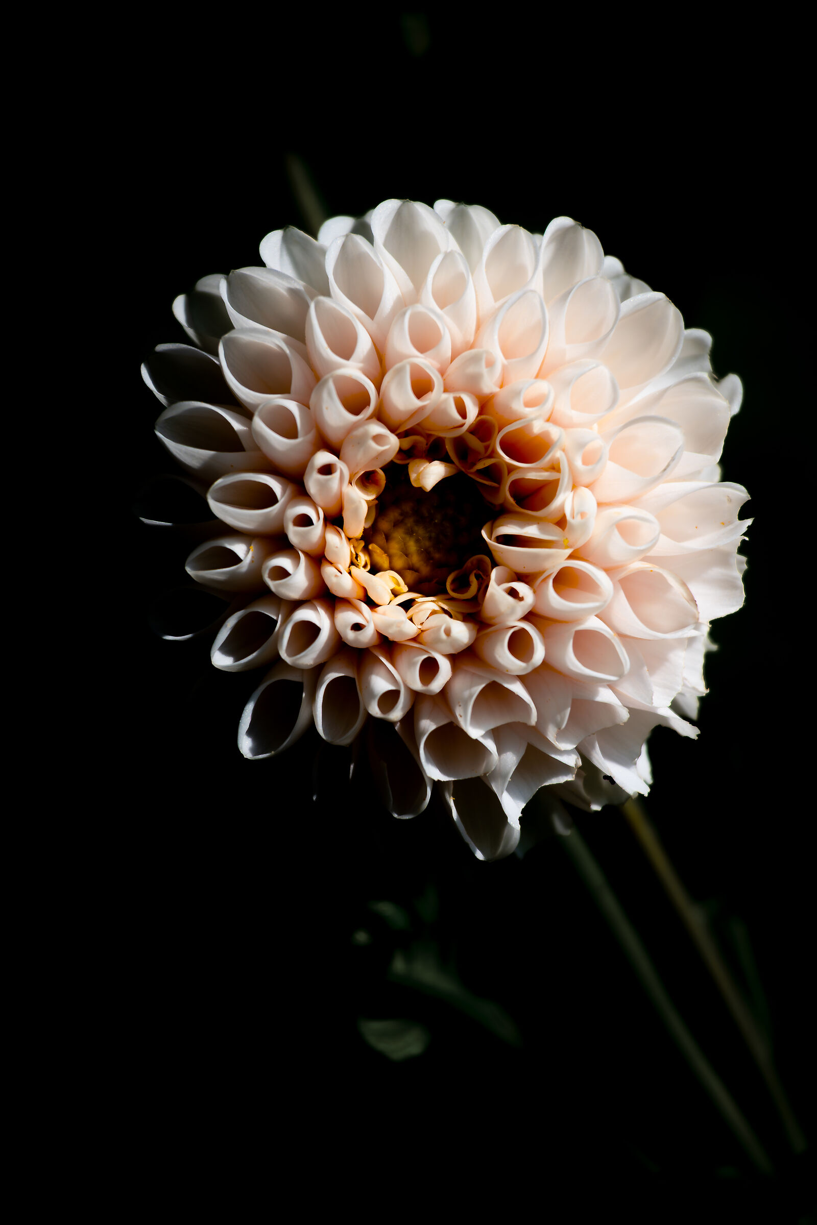 The White Dahlia