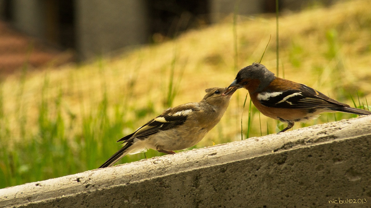 The mother who swallows the small