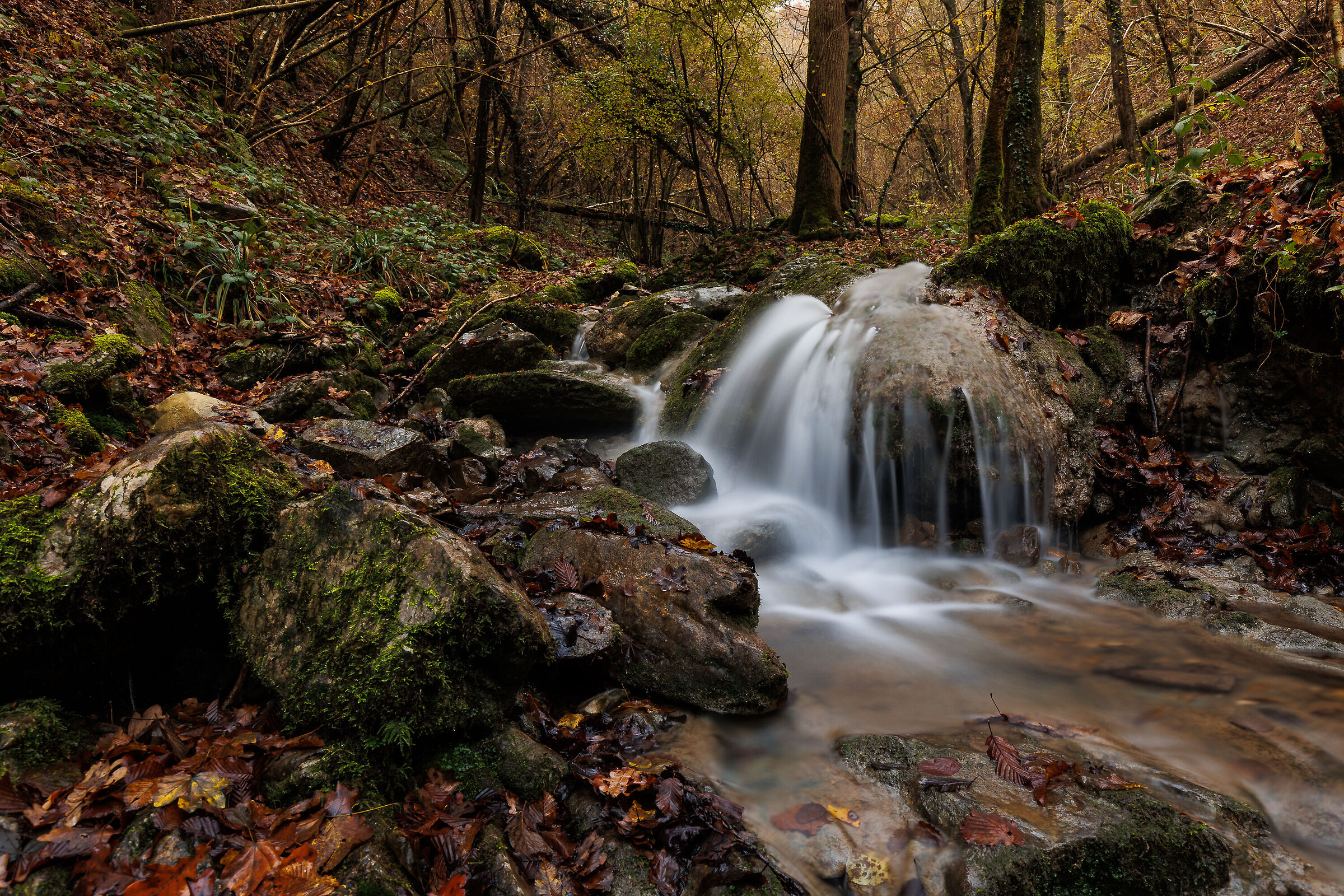 Nel bosco d'autunno