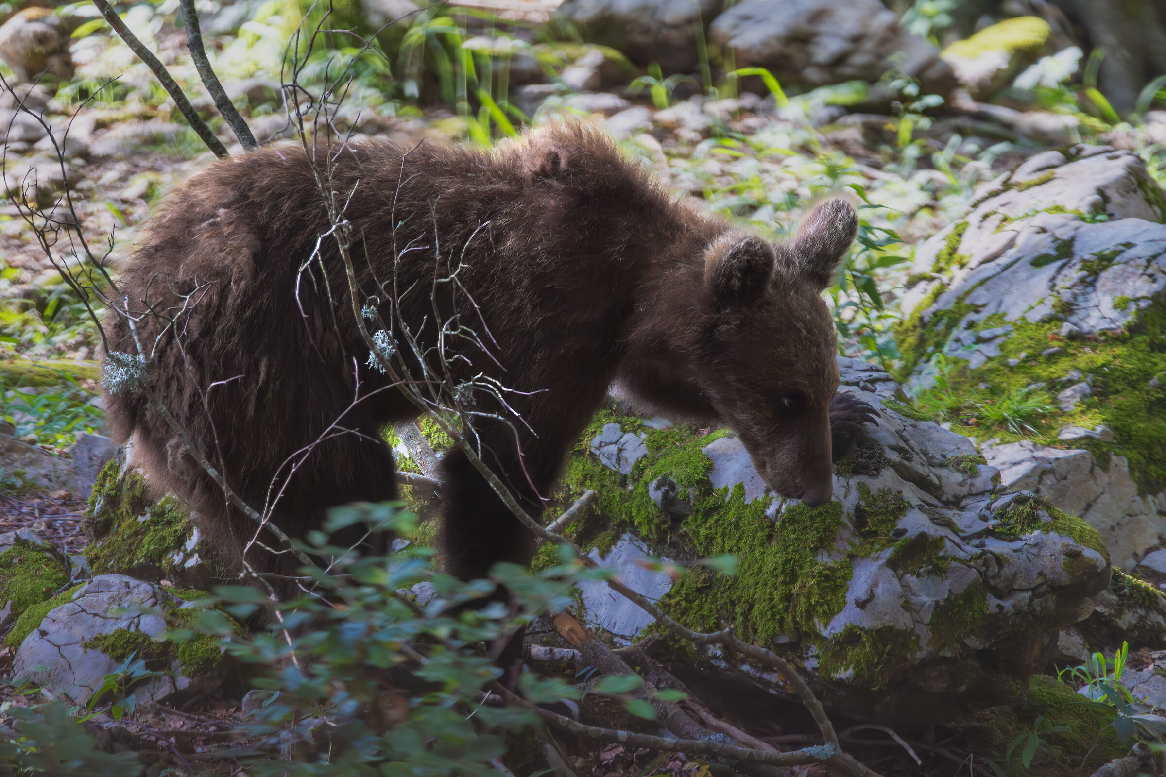 Orso bruno (giovane)