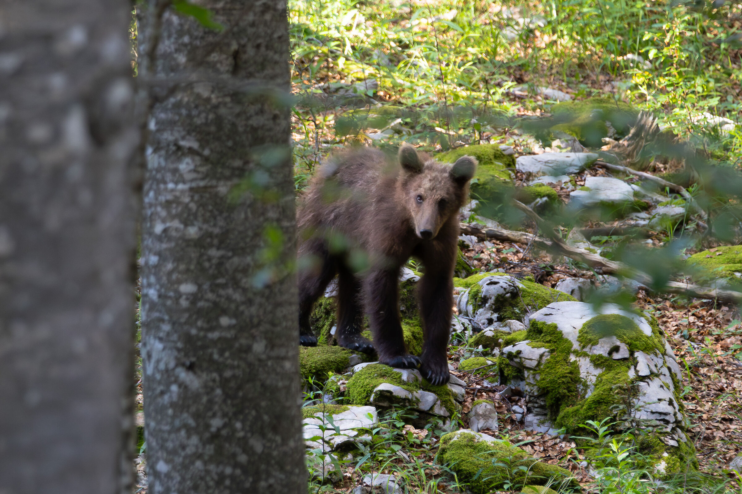 Orso bruno (giovane)