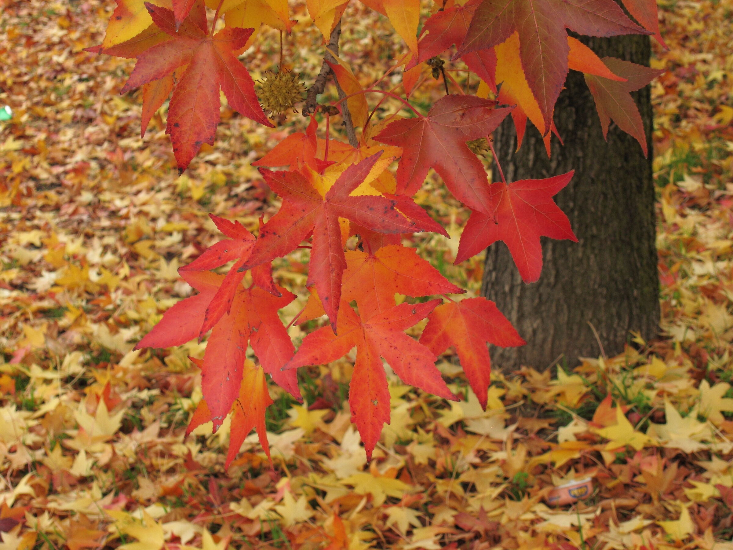 Foliage metropolitano - 2025