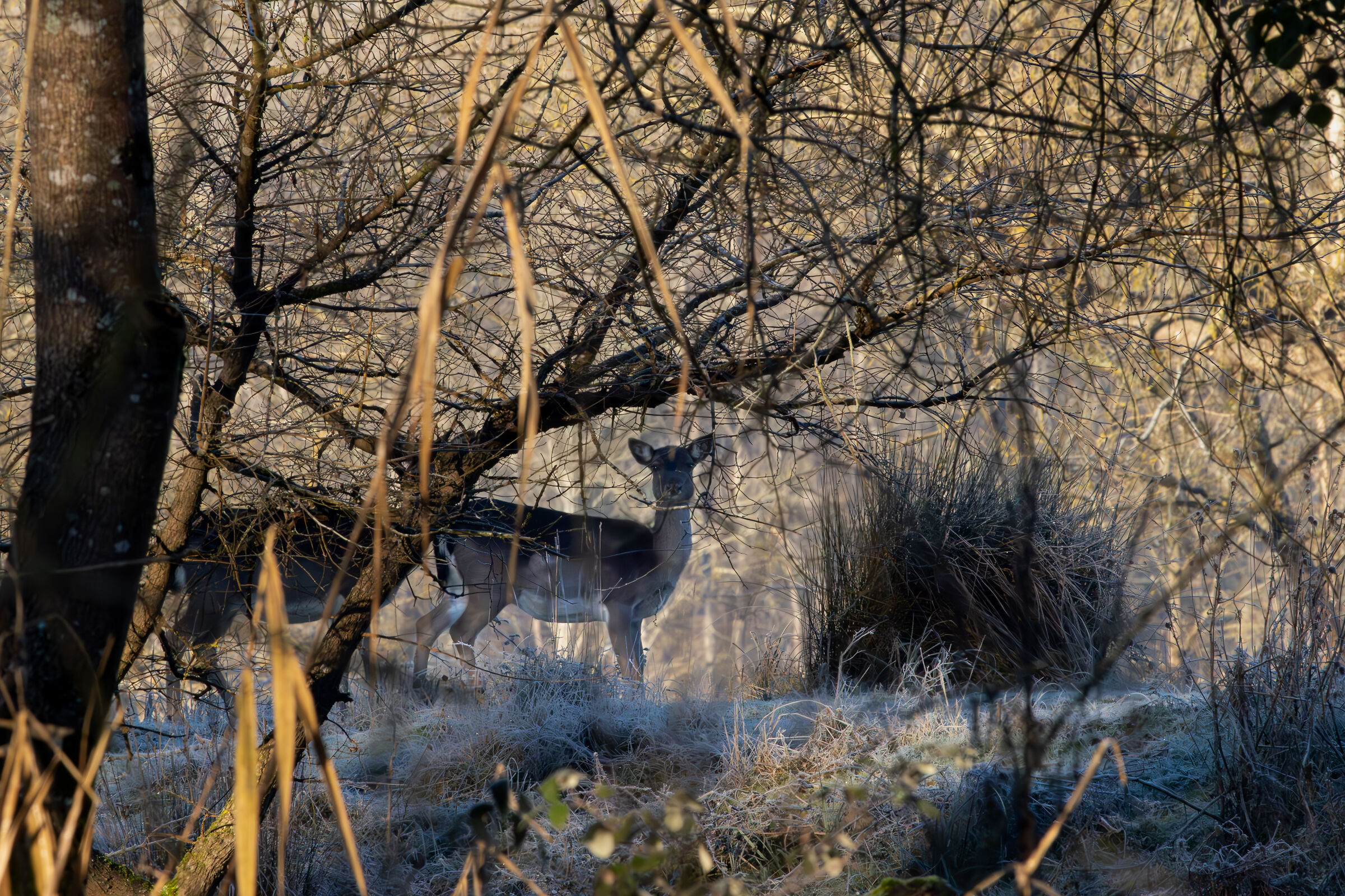 Fallow deer