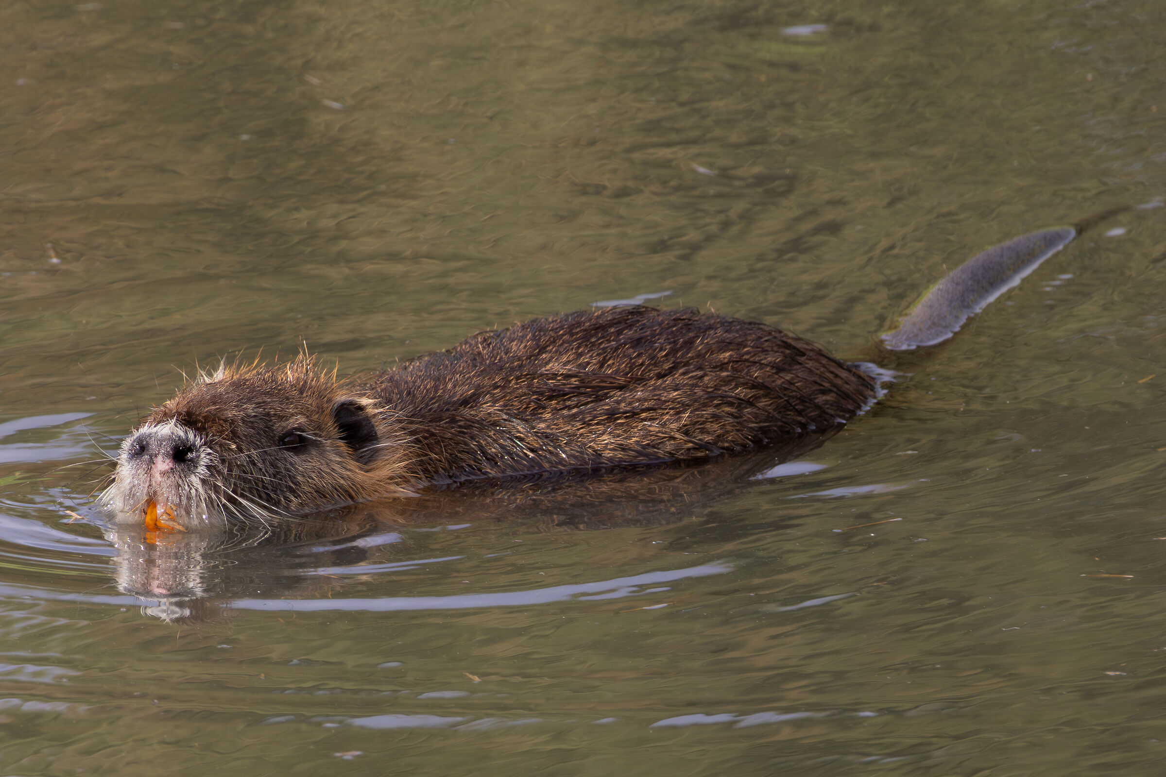 Nutria