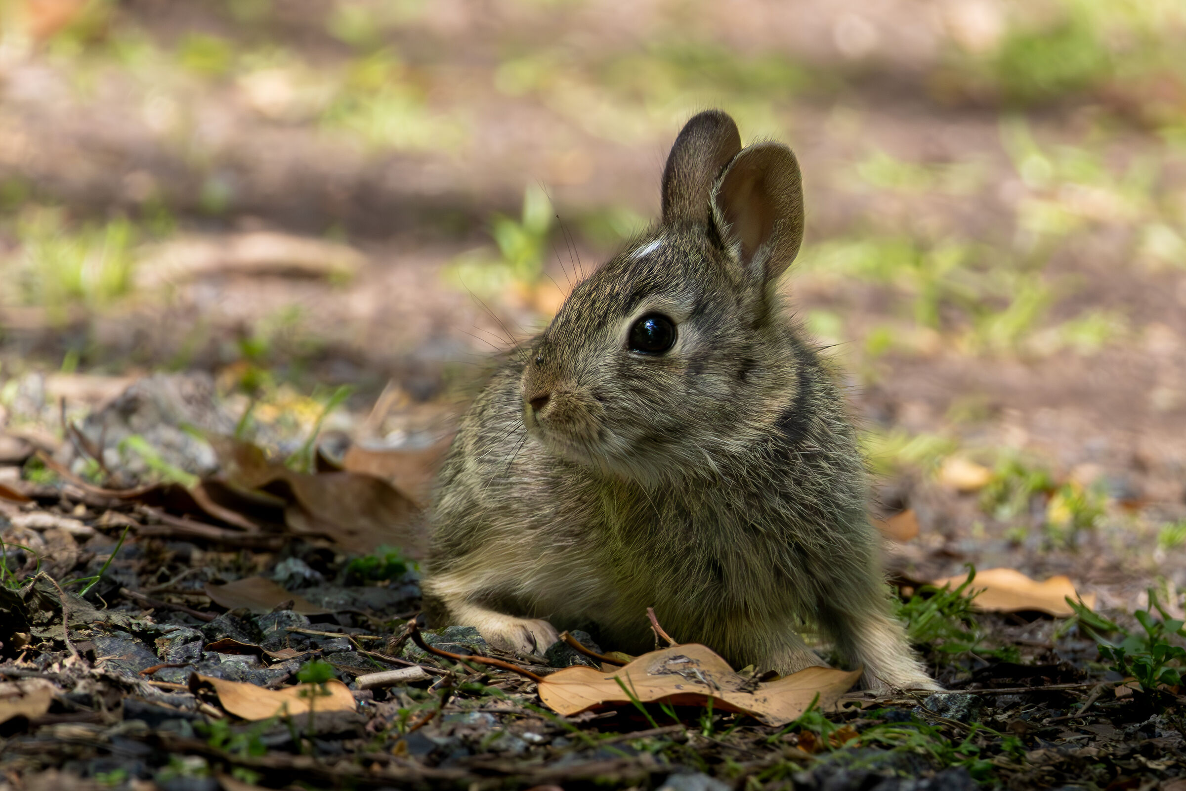 Wild rabbit (young)