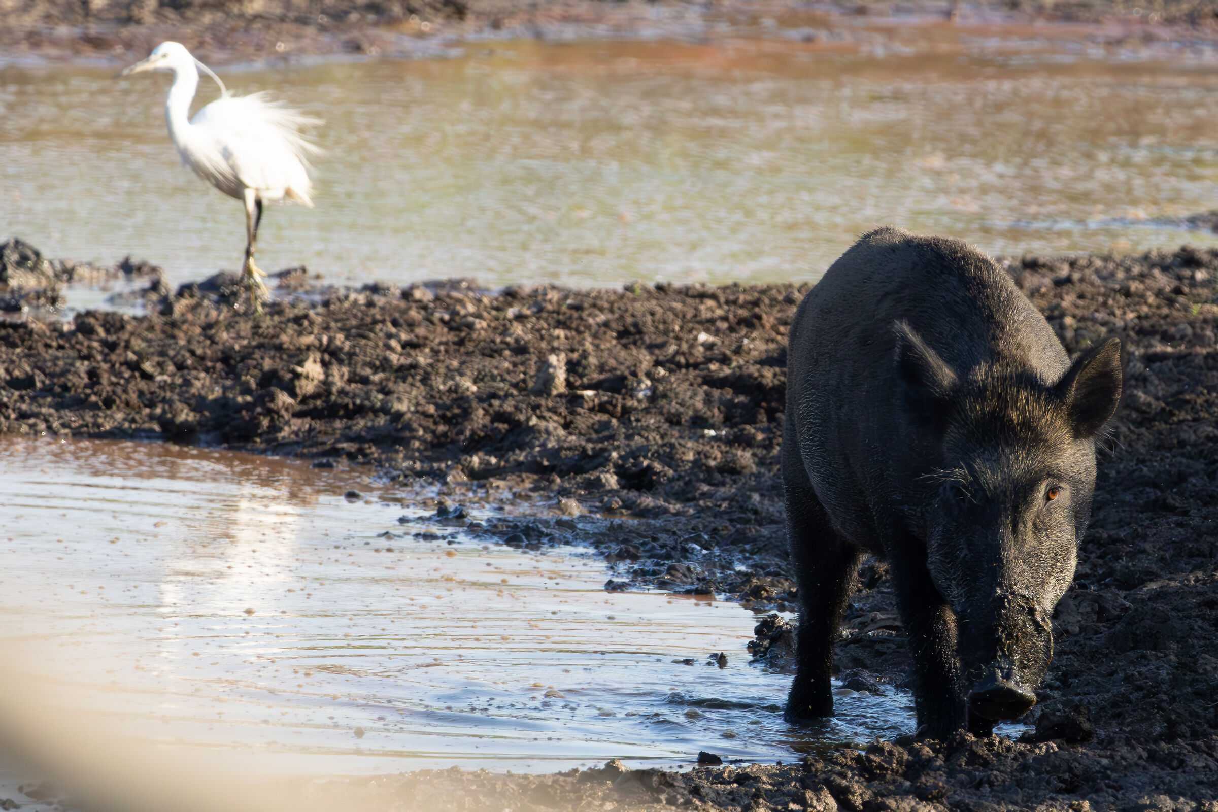 Wild boar with egret
