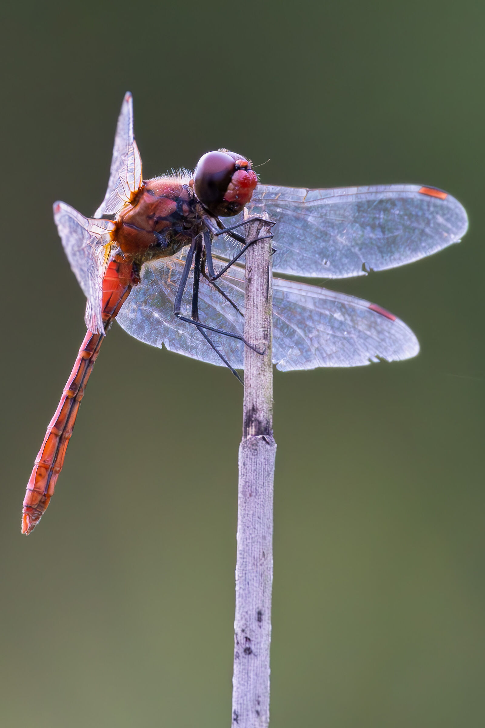 Red dragonfly