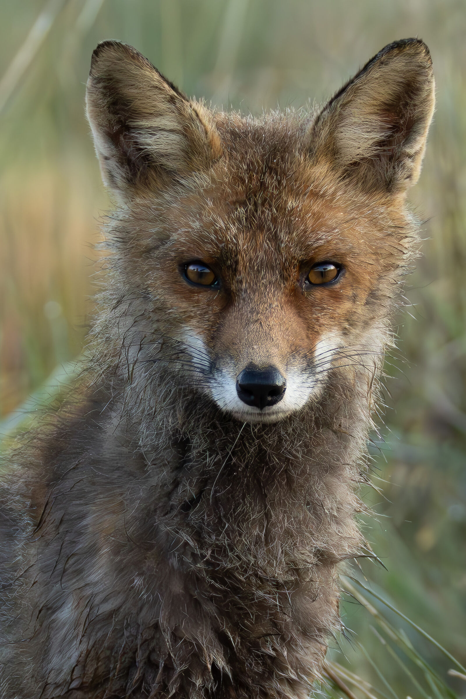 Fox (portrait)