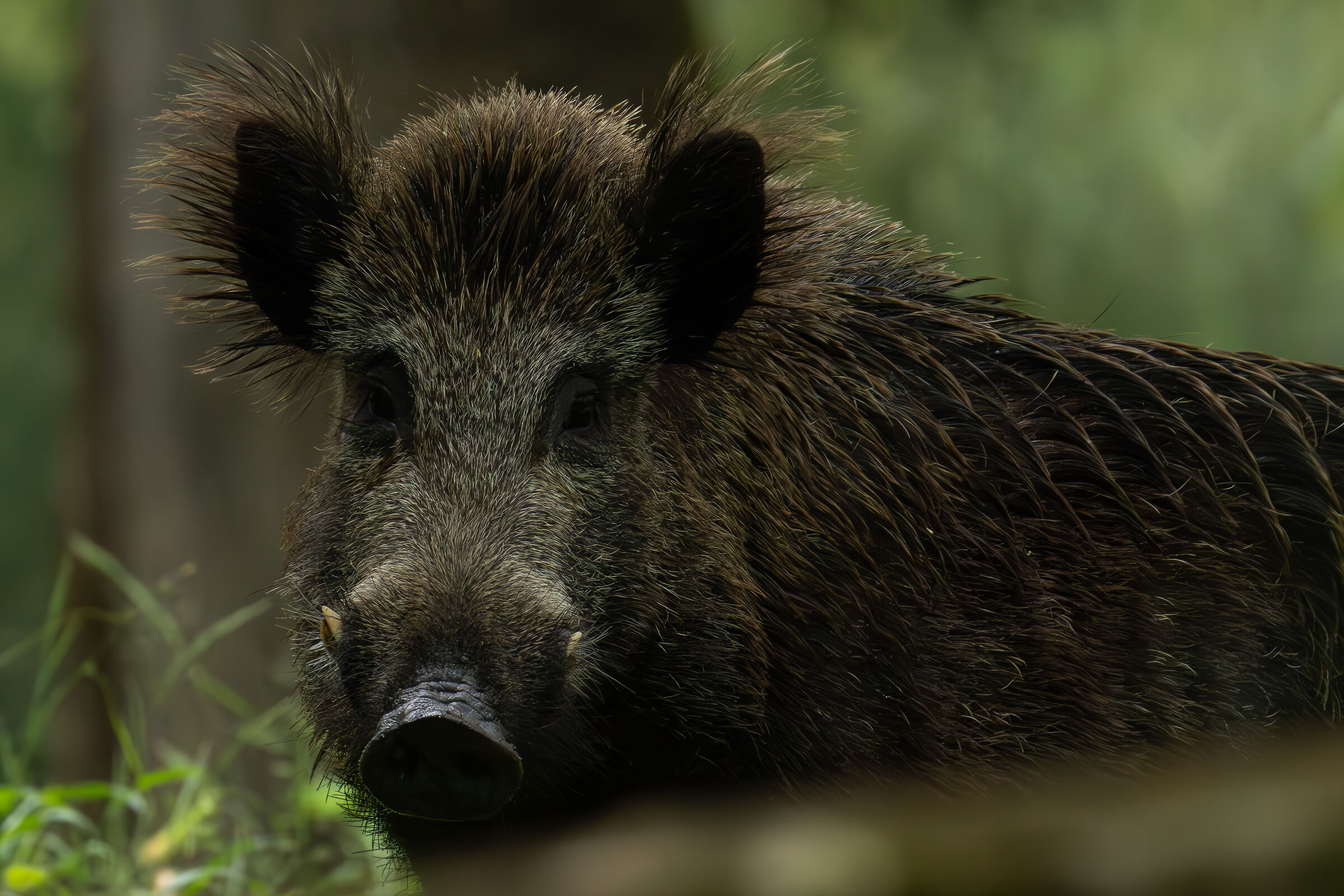 Wild boar