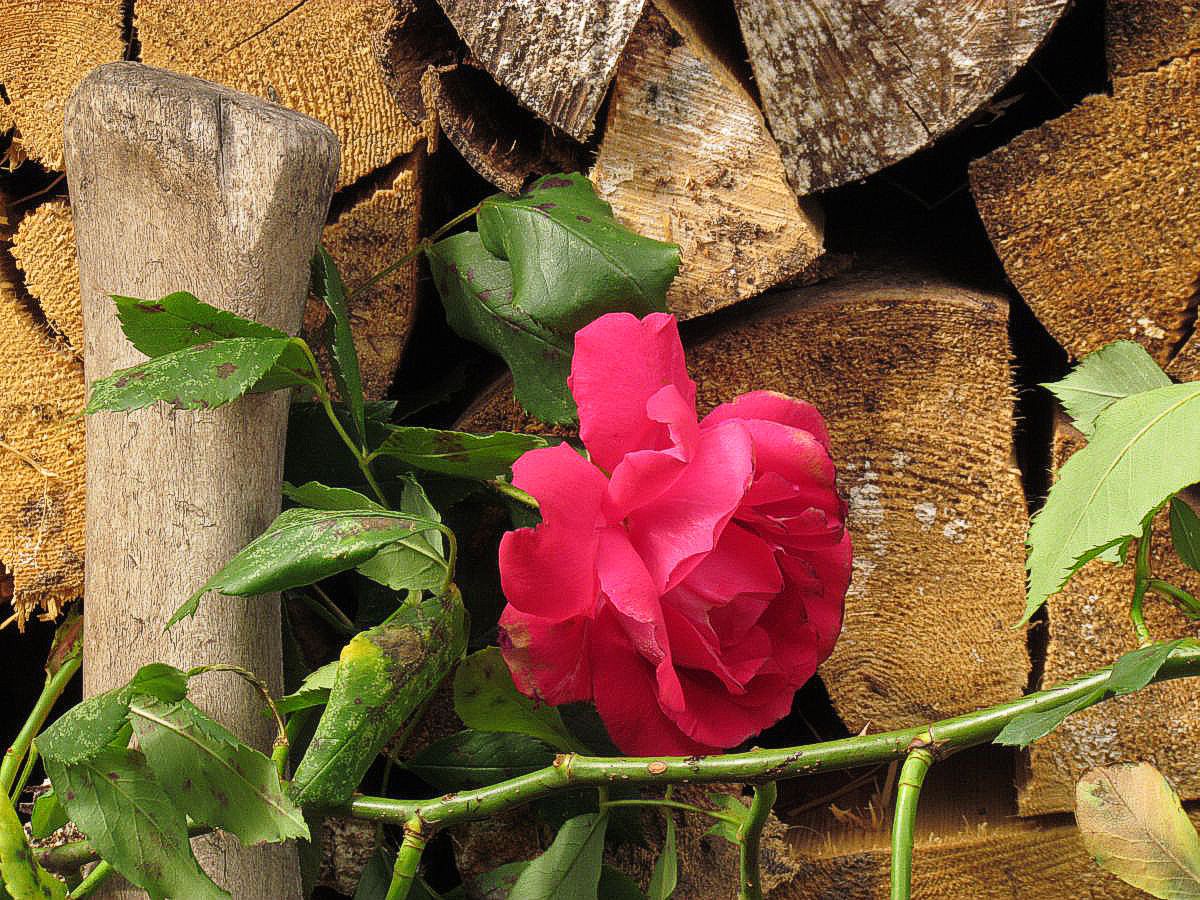 Rose nella legnaia