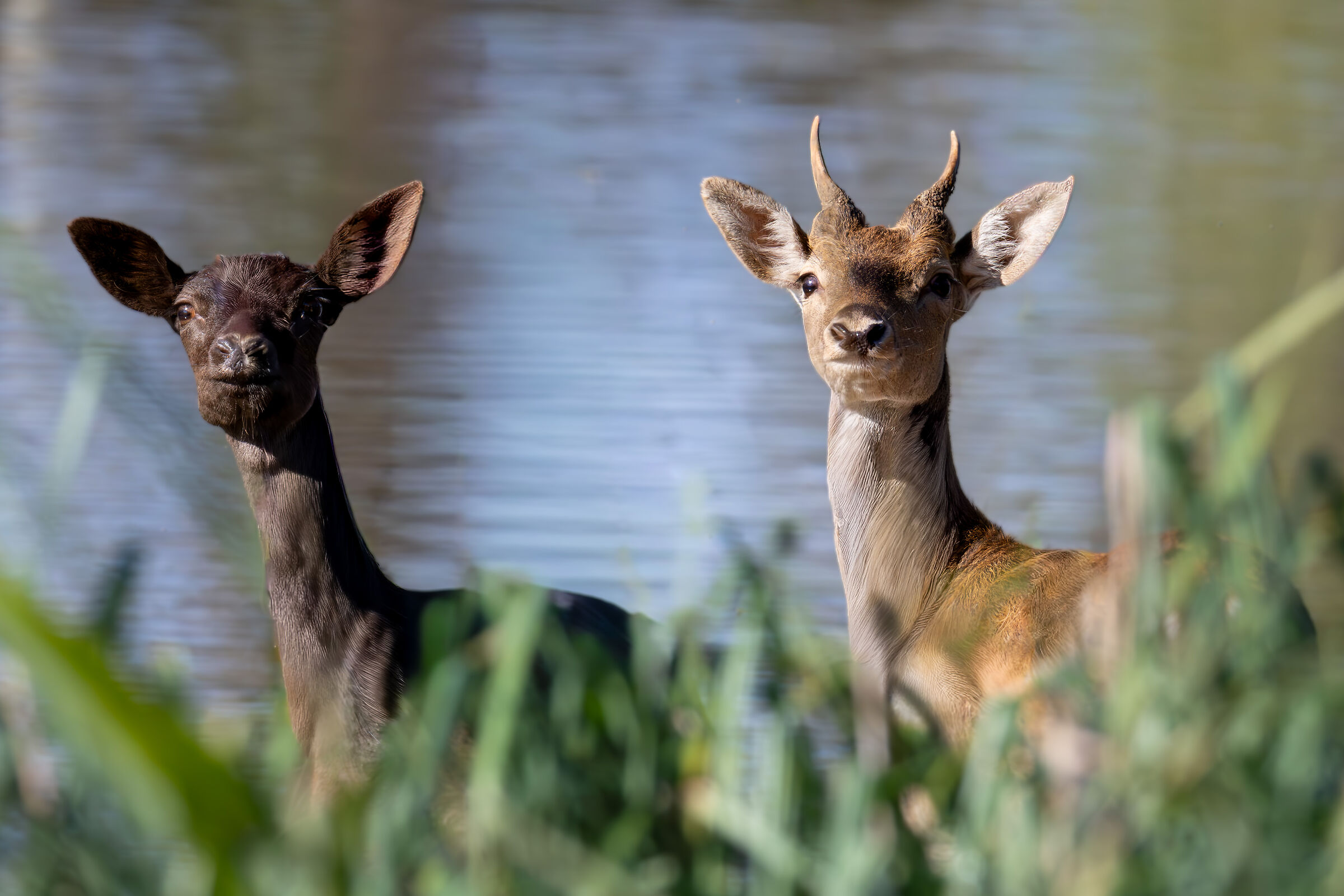 Fallow deer