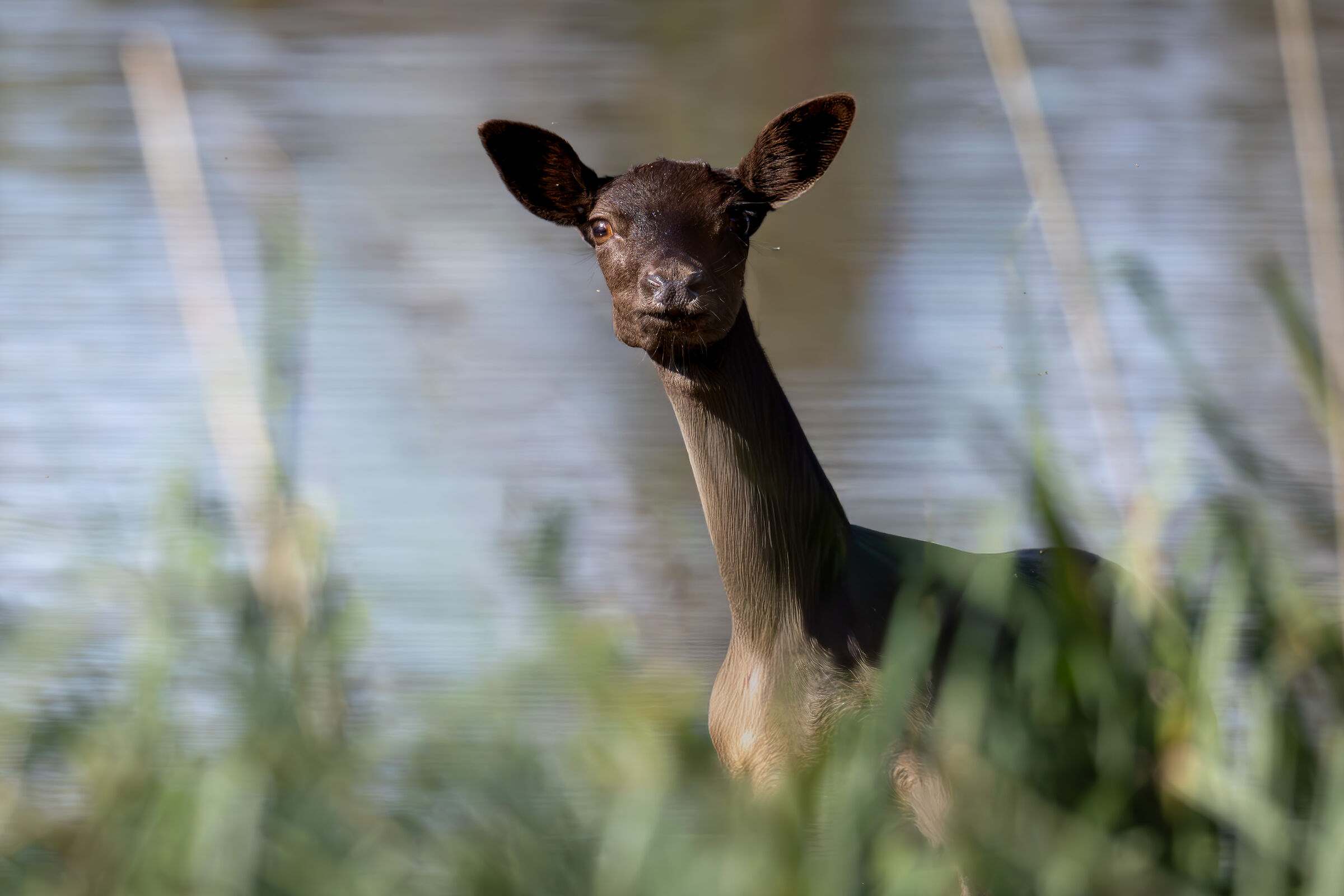 Fallow deer