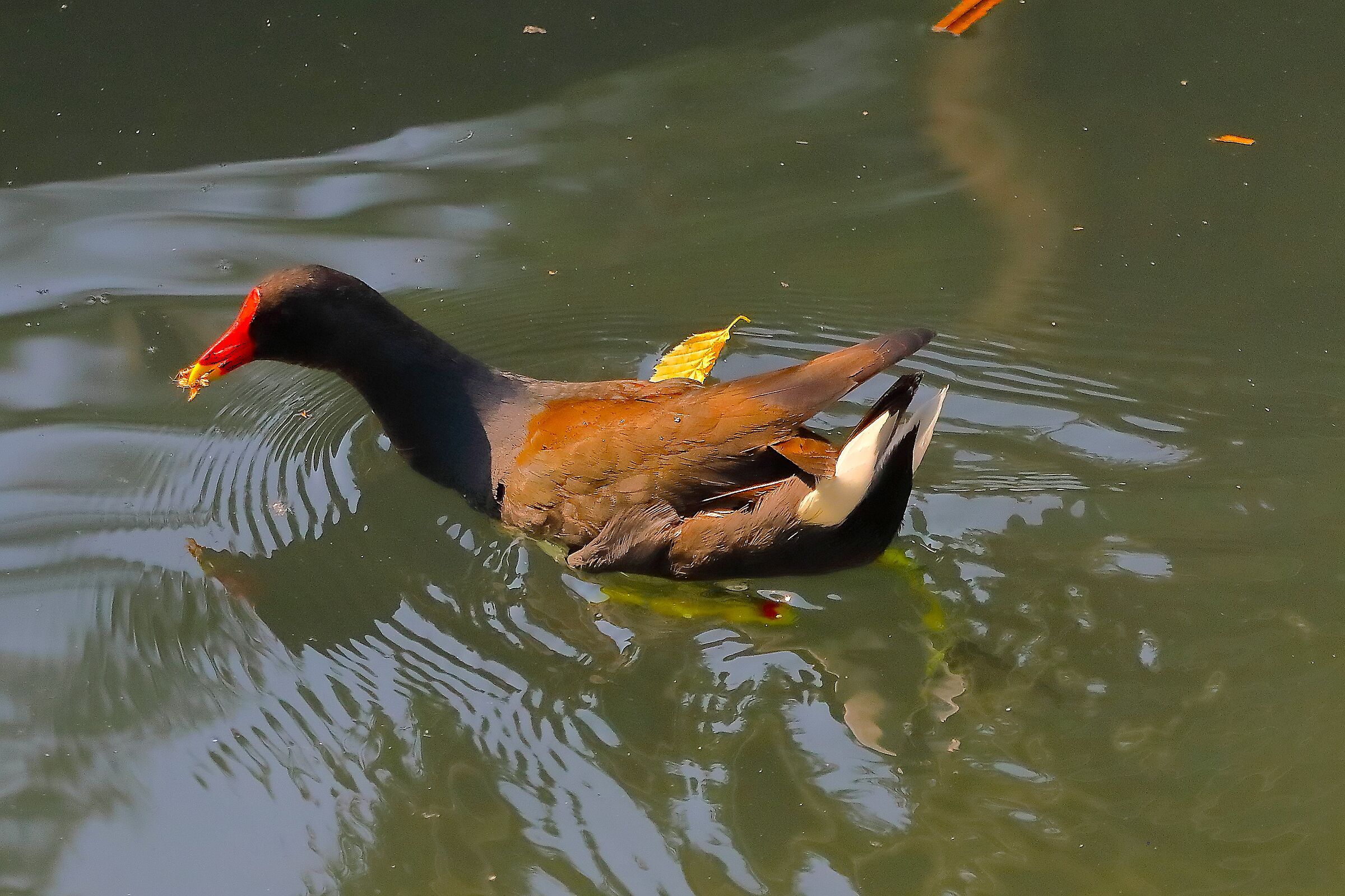 Gallinella 20 giugno 2025 - 0023