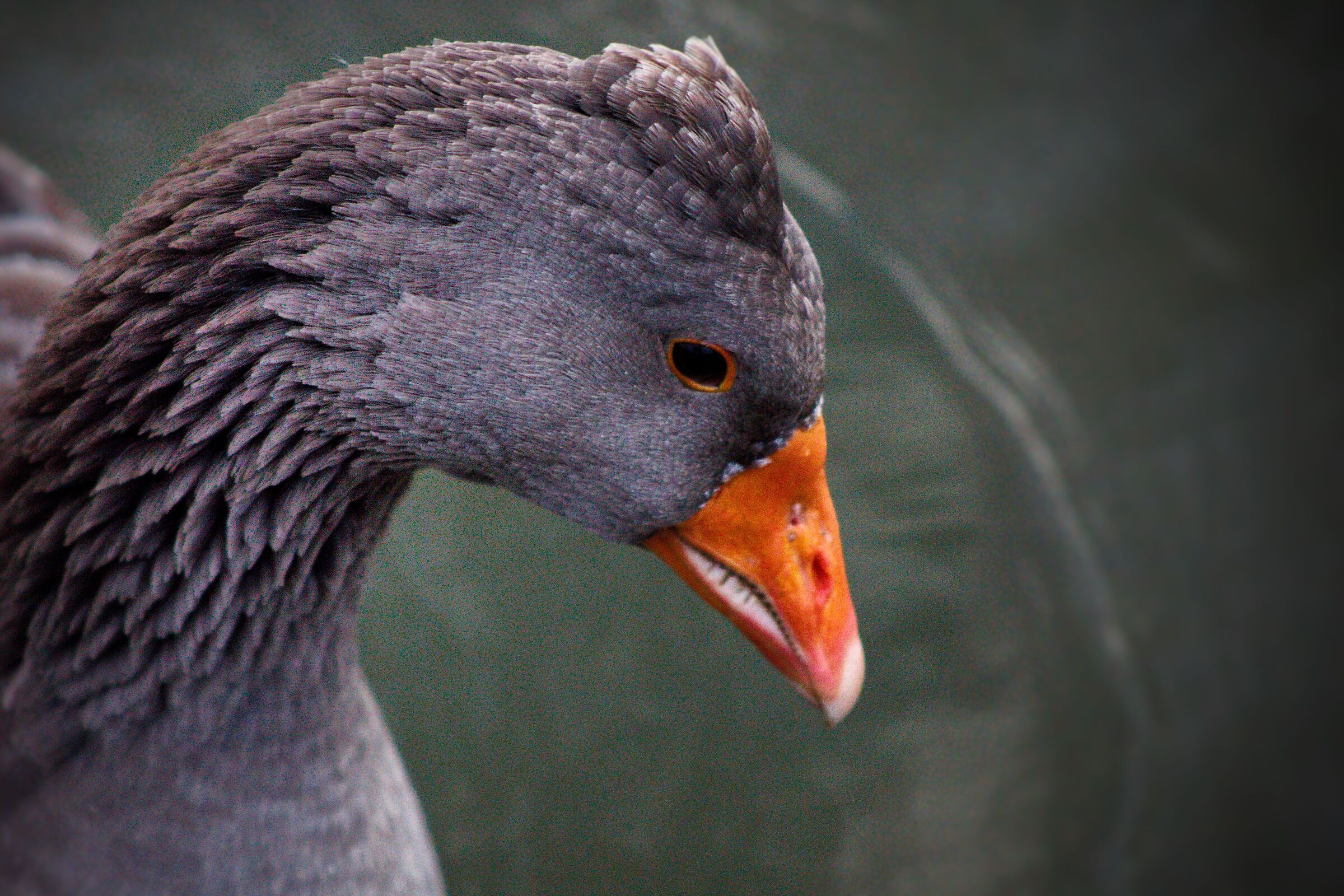 Greylag Goose