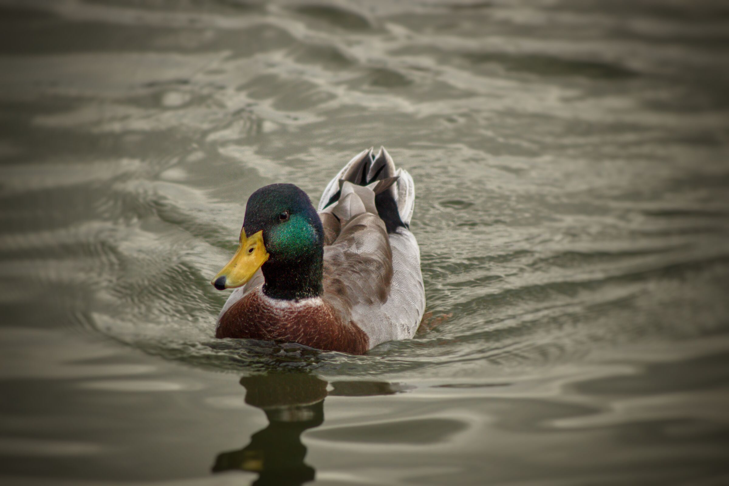 Mallard Male
