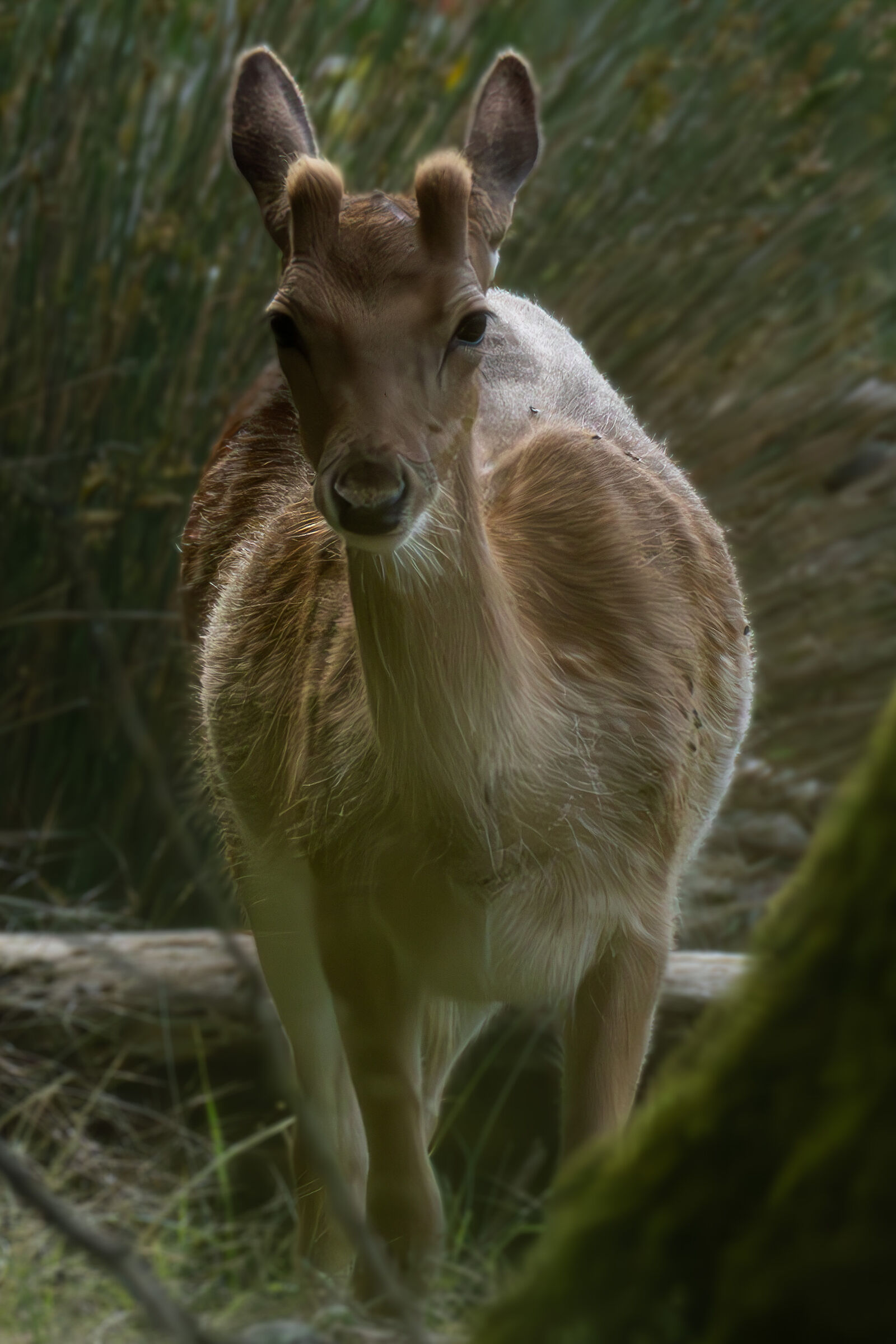 Fallow deer