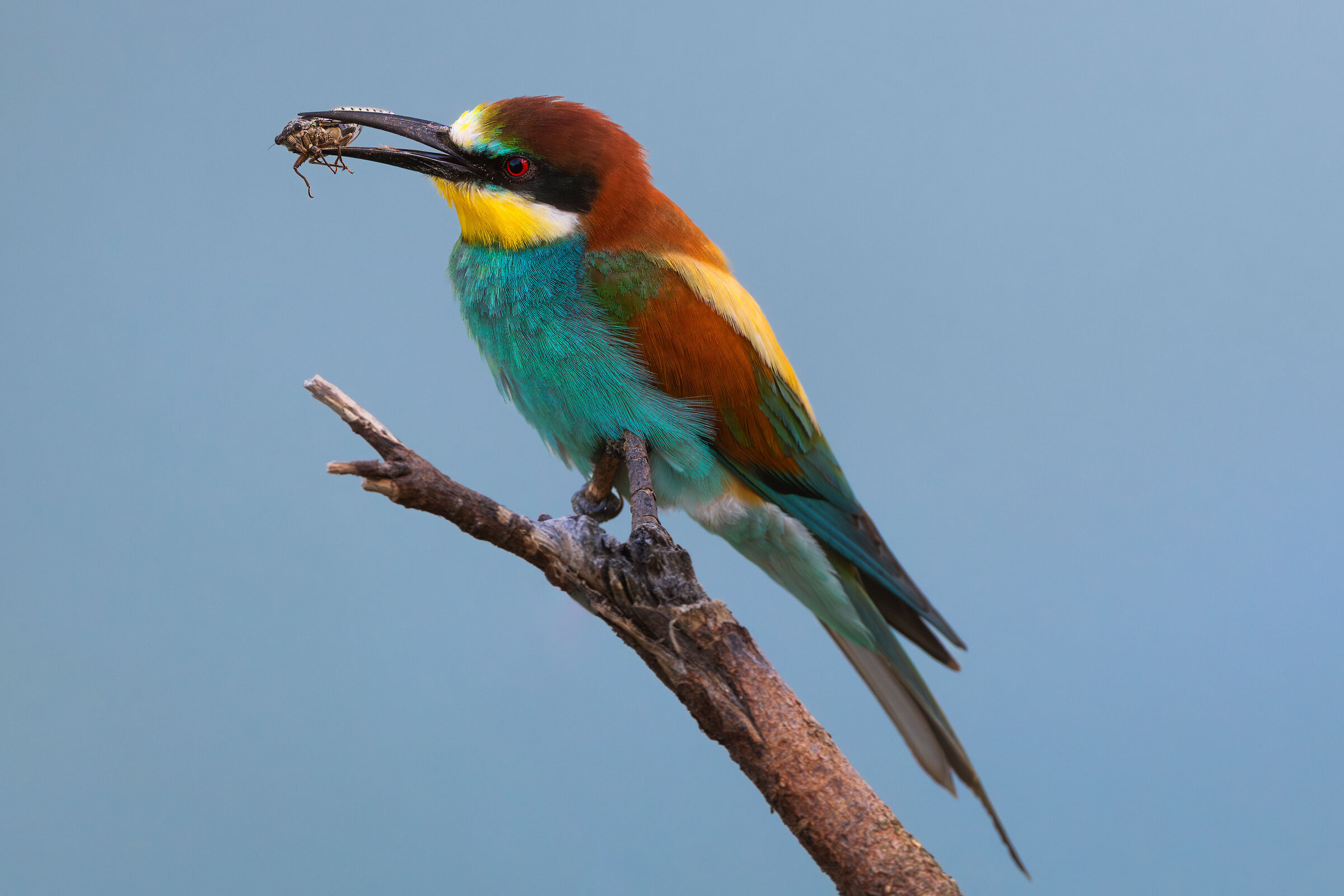 Bee-eater with prey