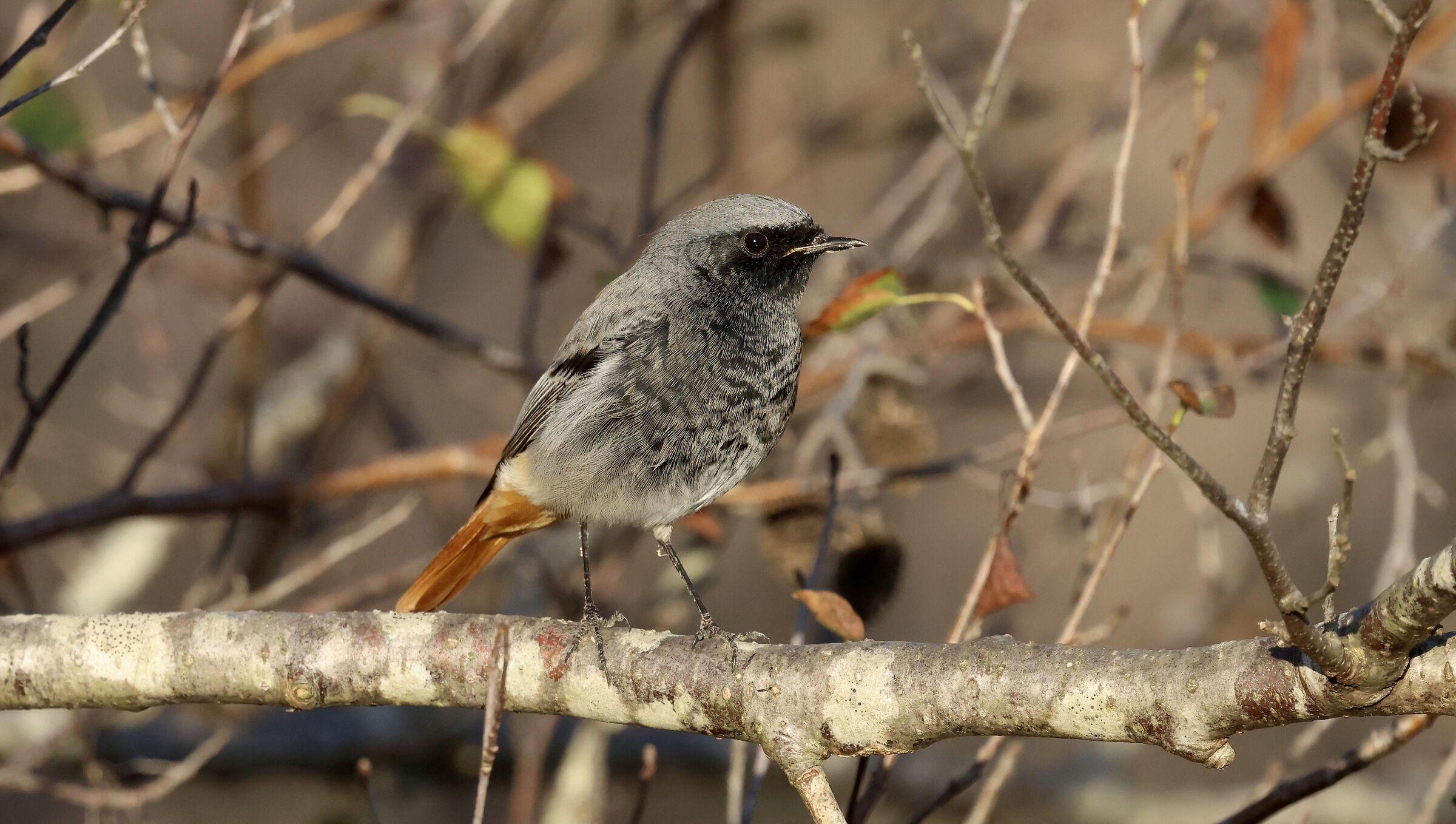 Redstart Male Chimney Sweep