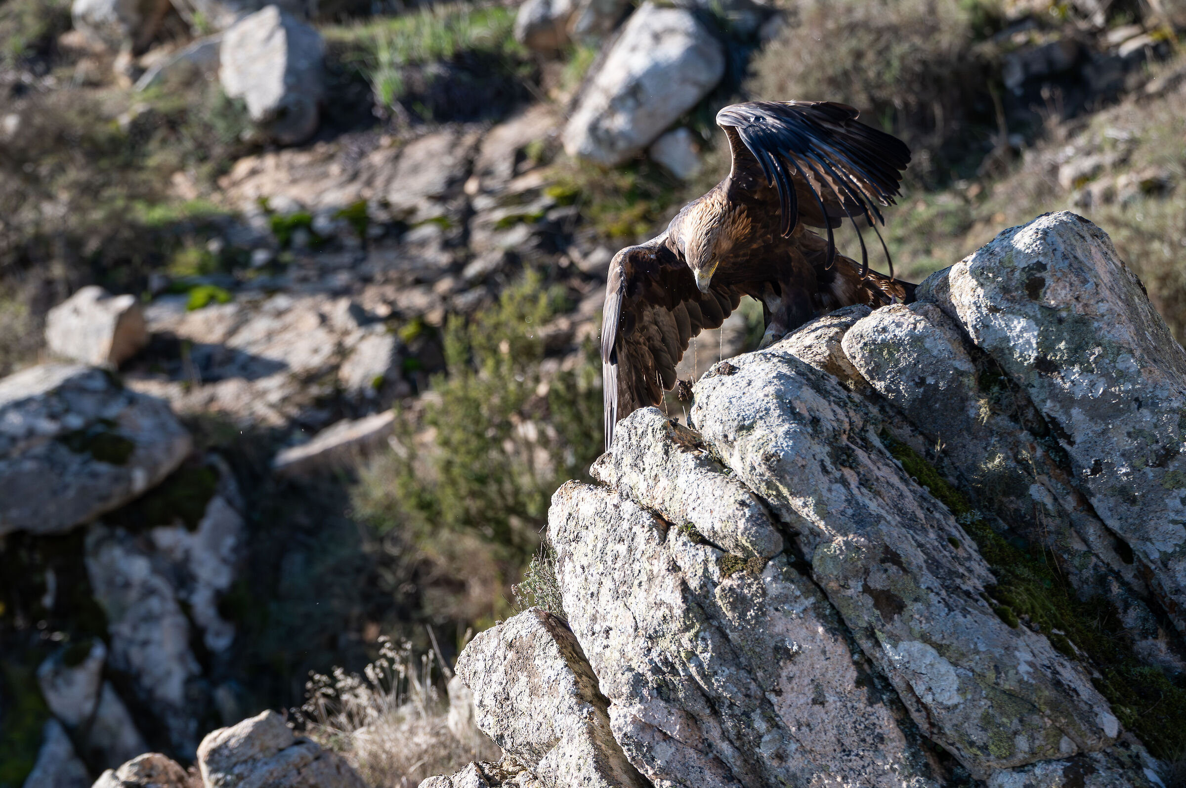 Sardinian Golden Eagle