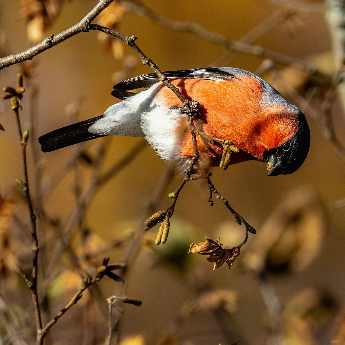 The Bullfinch